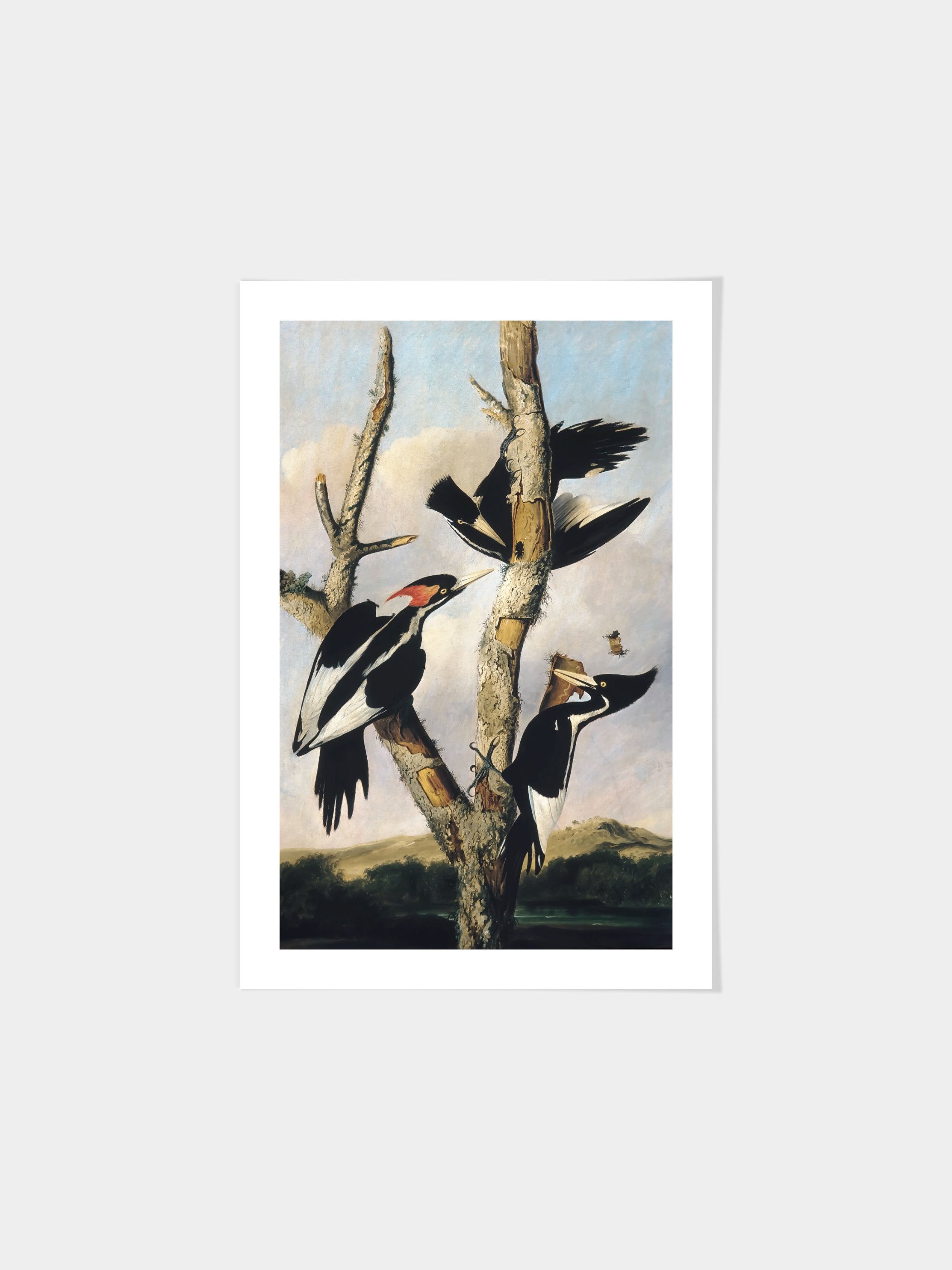 Joseph Bartholomew Kidd	- Ivory-billed Woodpeckers