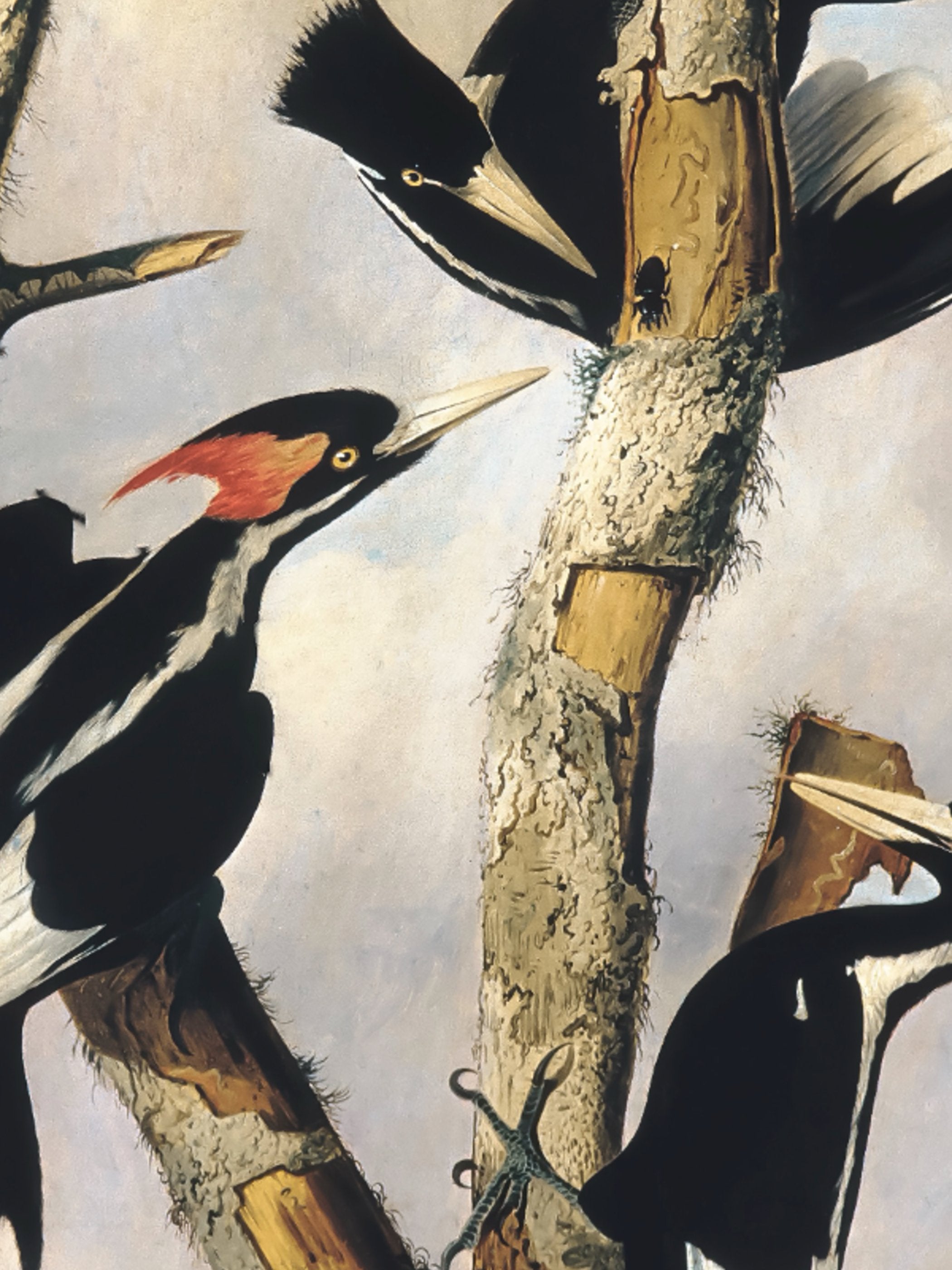 Joseph Bartholomew Kidd	- Ivory-billed Woodpeckers