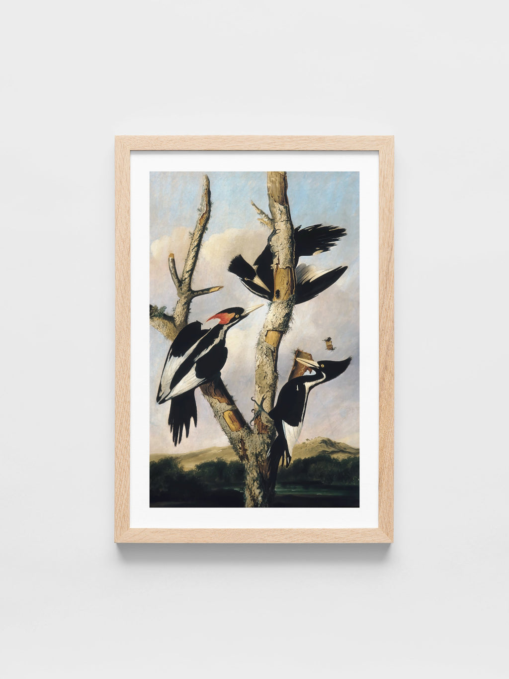 Joseph Bartholomew Kidd	- Ivory-billed Woodpeckers