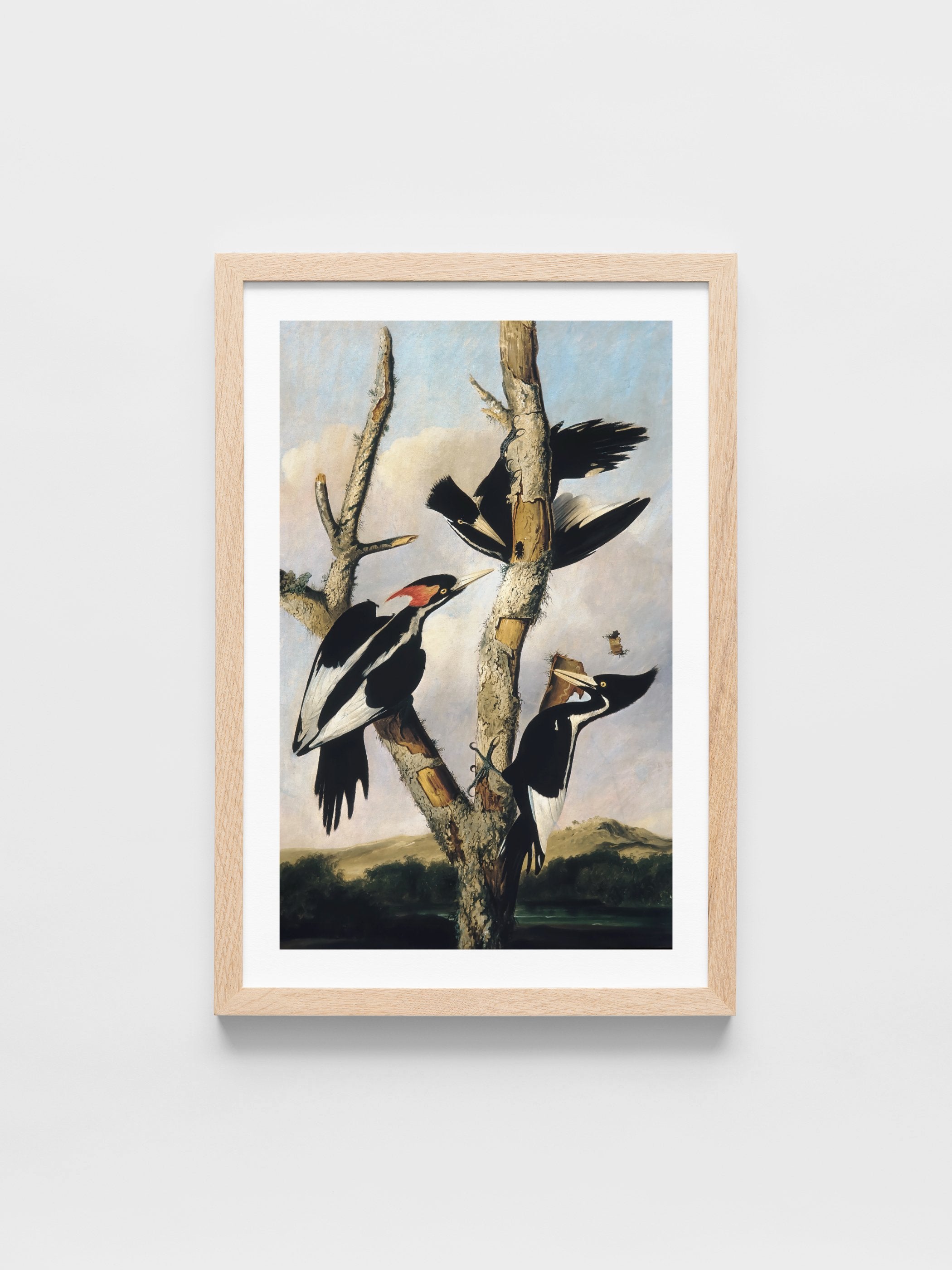 Joseph Bartholomew Kidd	- Ivory-billed Woodpeckers