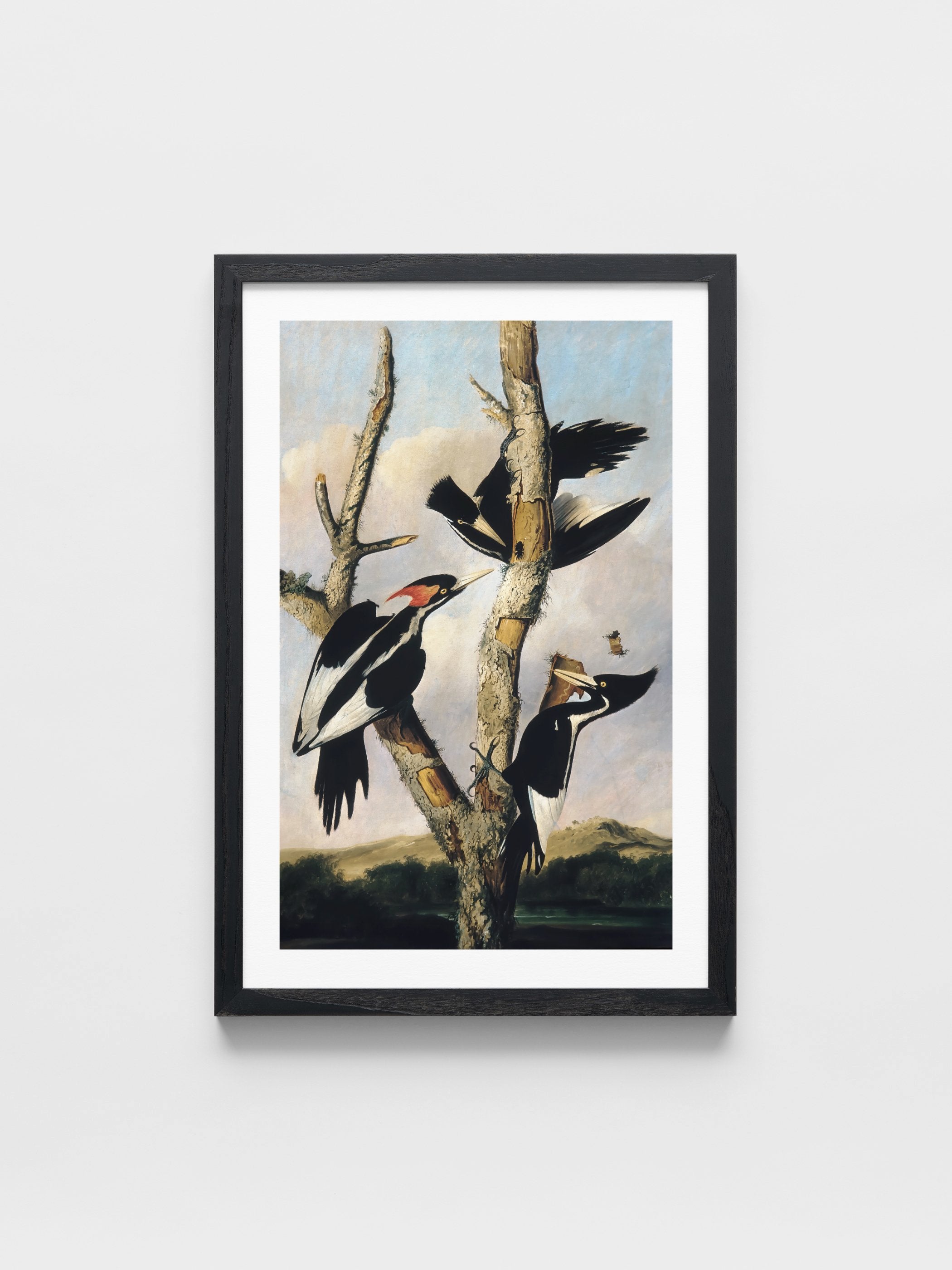 Joseph Bartholomew Kidd	- Ivory-billed Woodpeckers