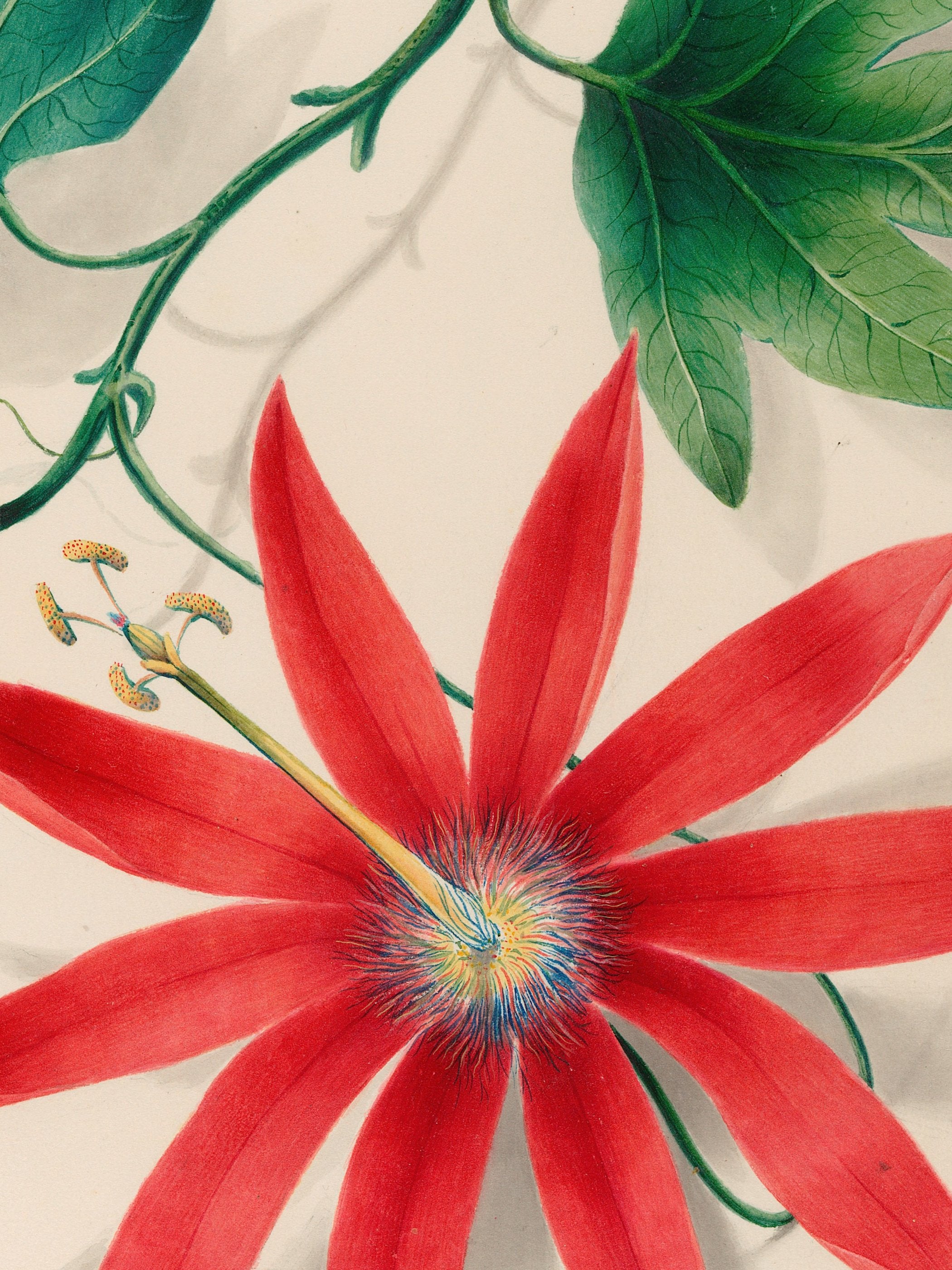 Drawings of tropical flowers and fruits, from South America, 16