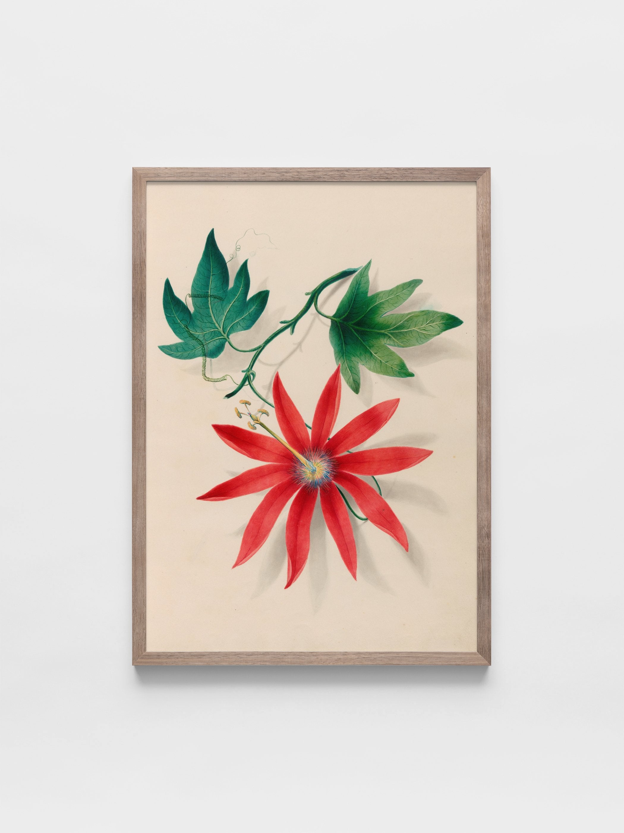 Drawings of tropical flowers and fruits, from South America, 16