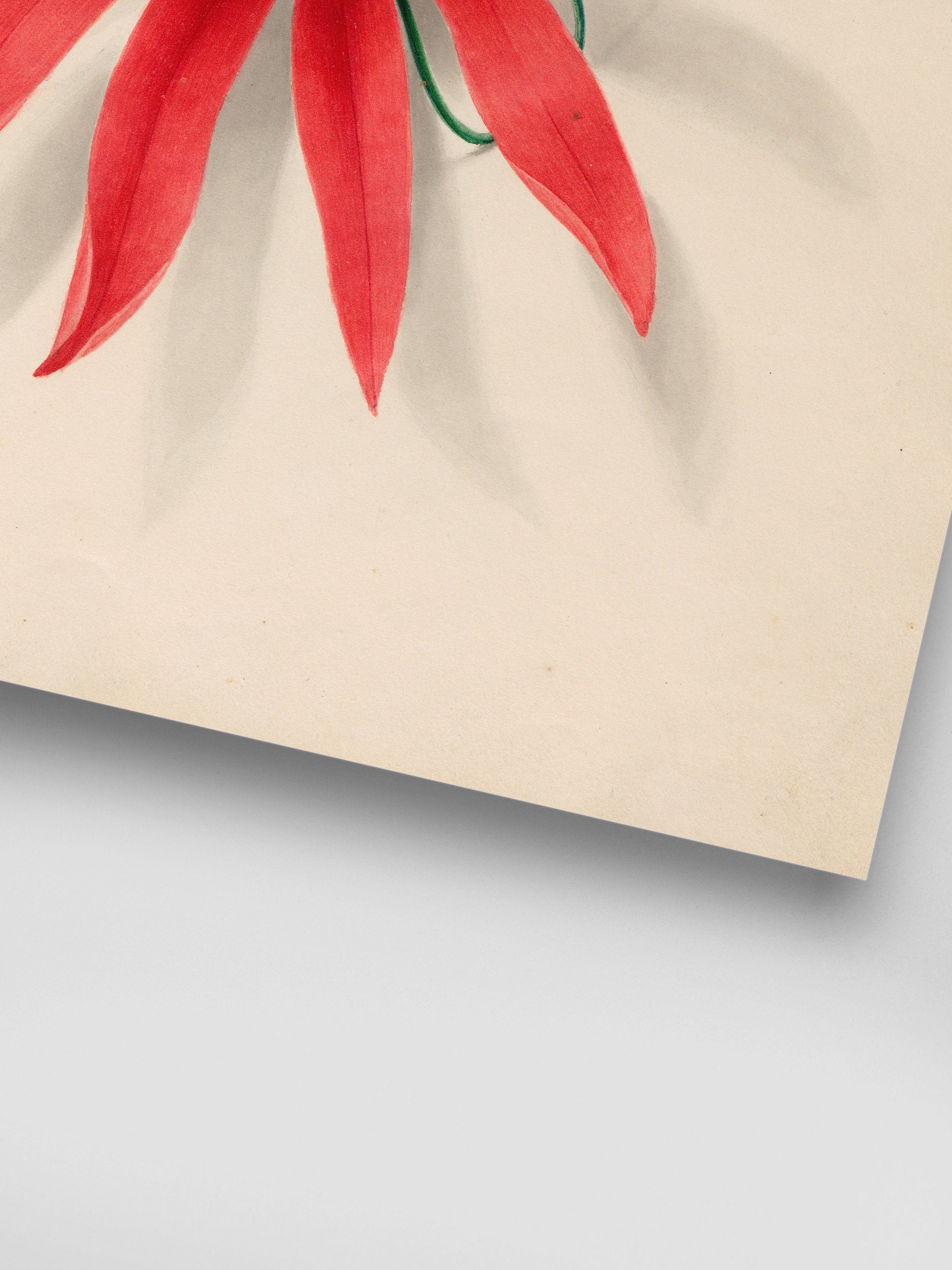 Drawings of tropical flowers and fruits, from South America, 16
