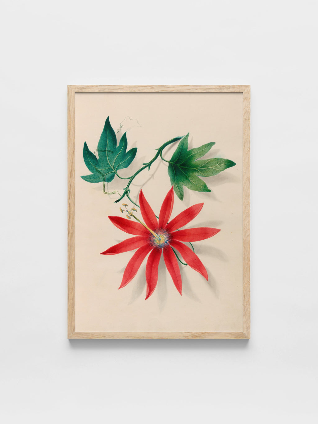 Drawings of tropical flowers and fruits, from South America, 16