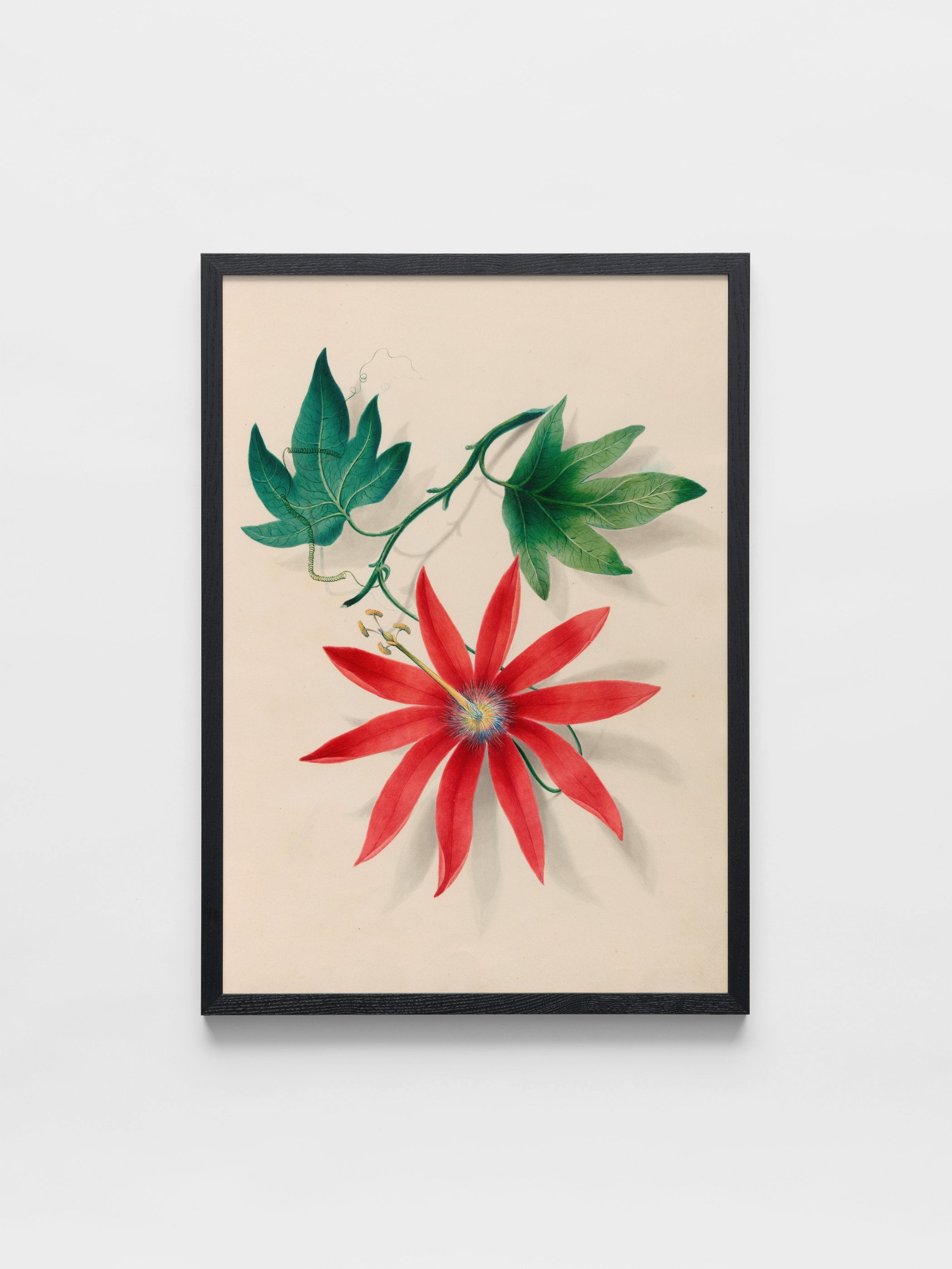 Drawings of tropical flowers and fruits, from South America, 16