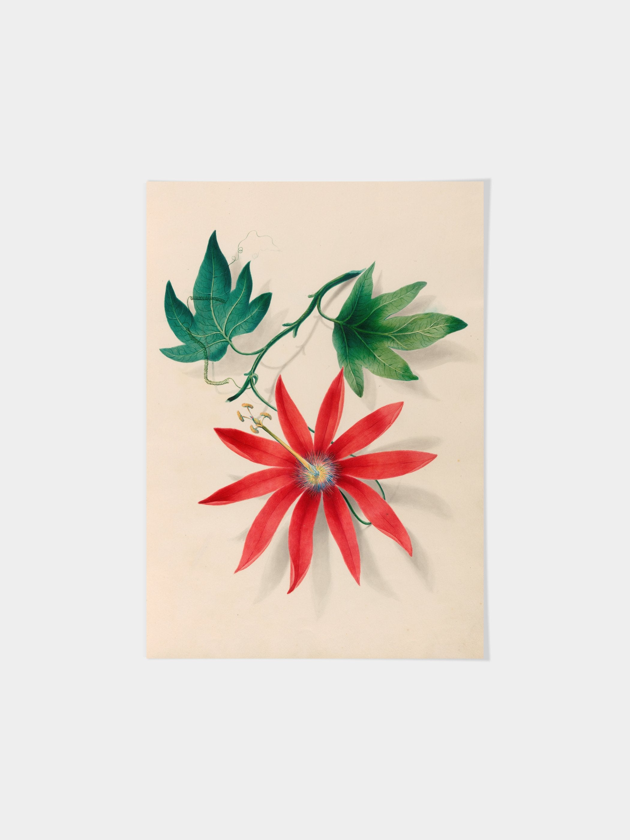 Drawings of tropical flowers and fruits, from South America, 16