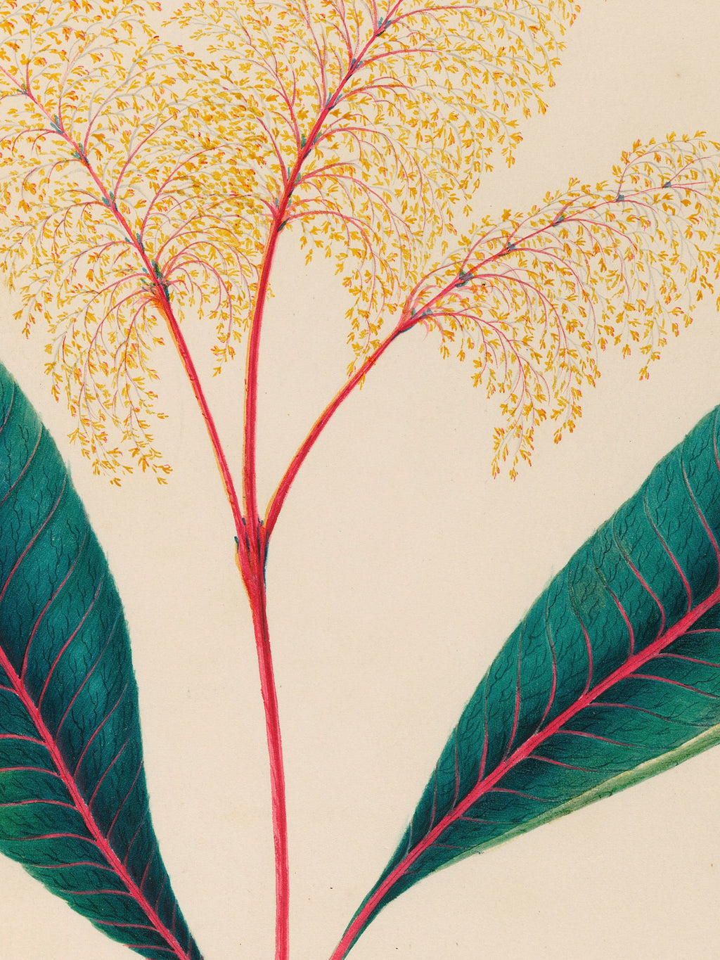 Drawings of tropical flowers and fruits, from South America, 18