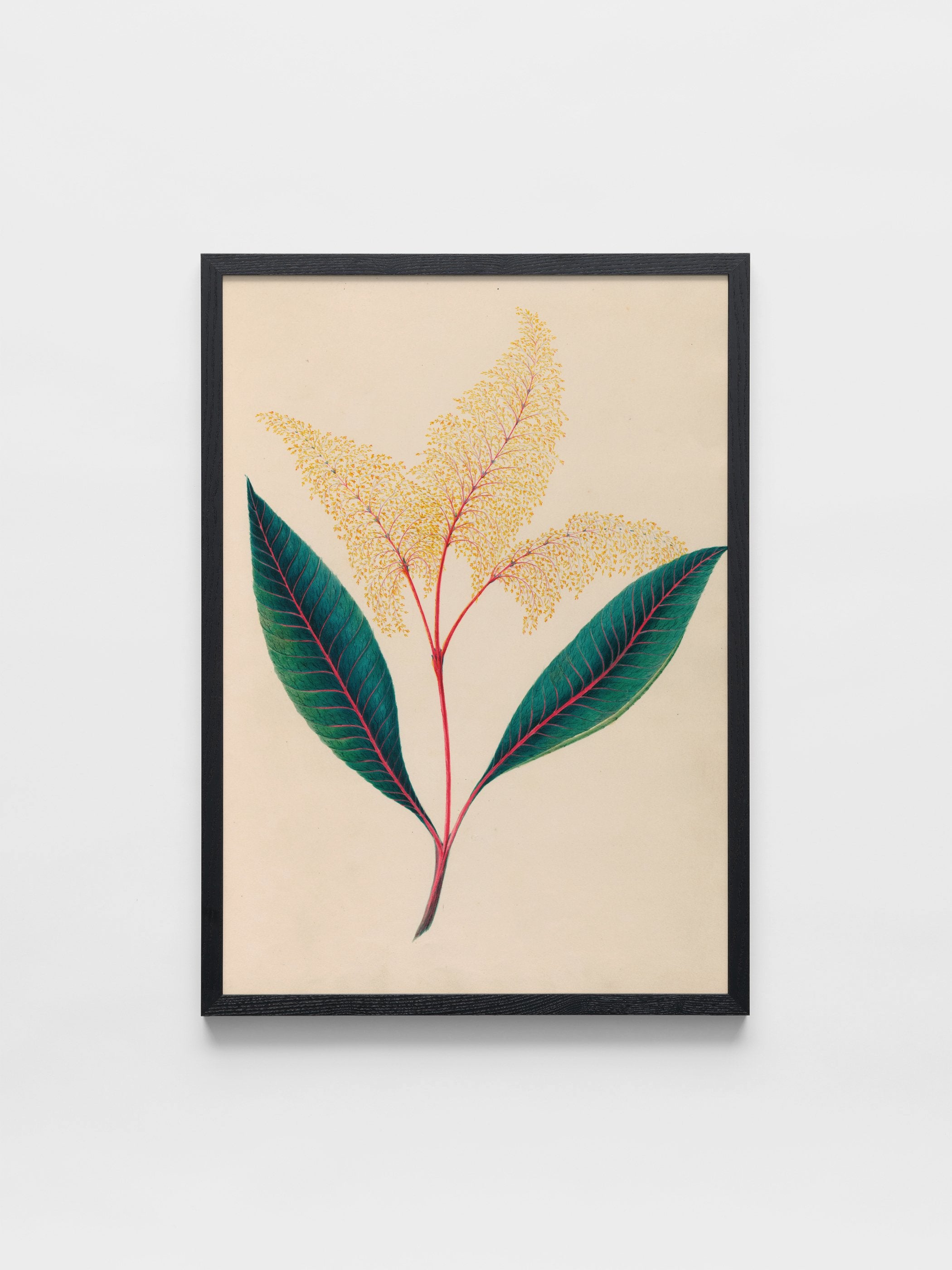 Drawings of tropical flowers and fruits, from South America, 18