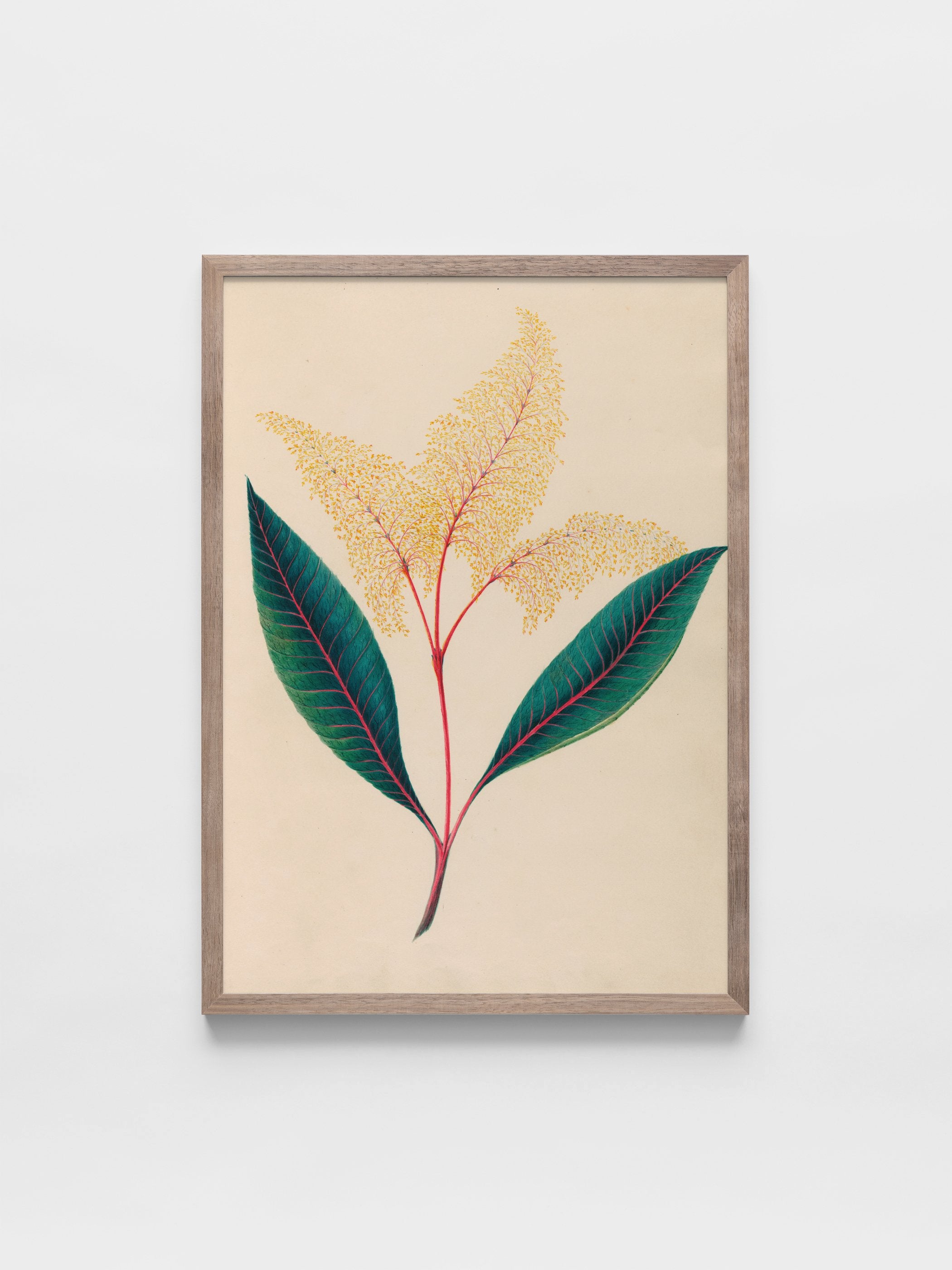 Drawings of tropical flowers and fruits, from South America, 18