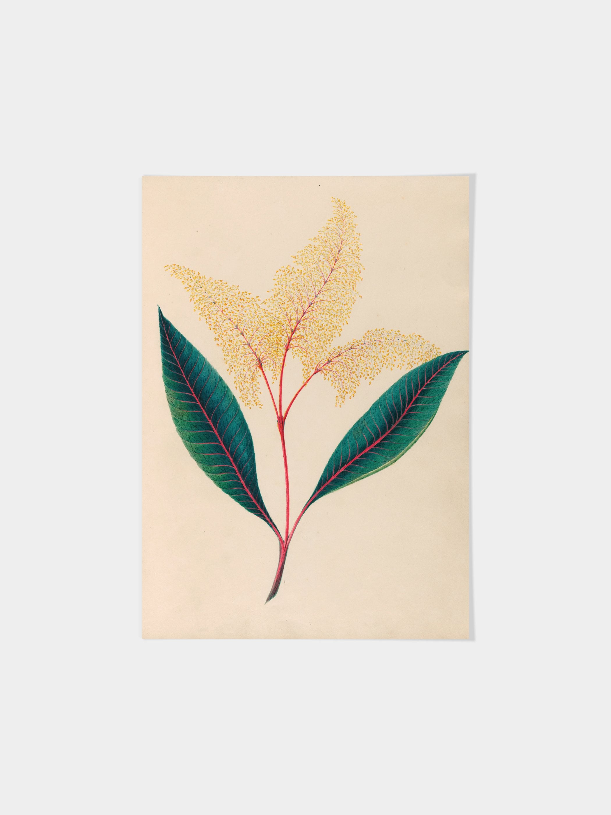 Drawings of tropical flowers and fruits, from South America, 18