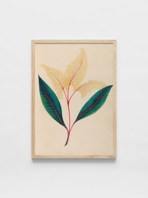 Drawings of tropical flowers and fruits, from South America, 18