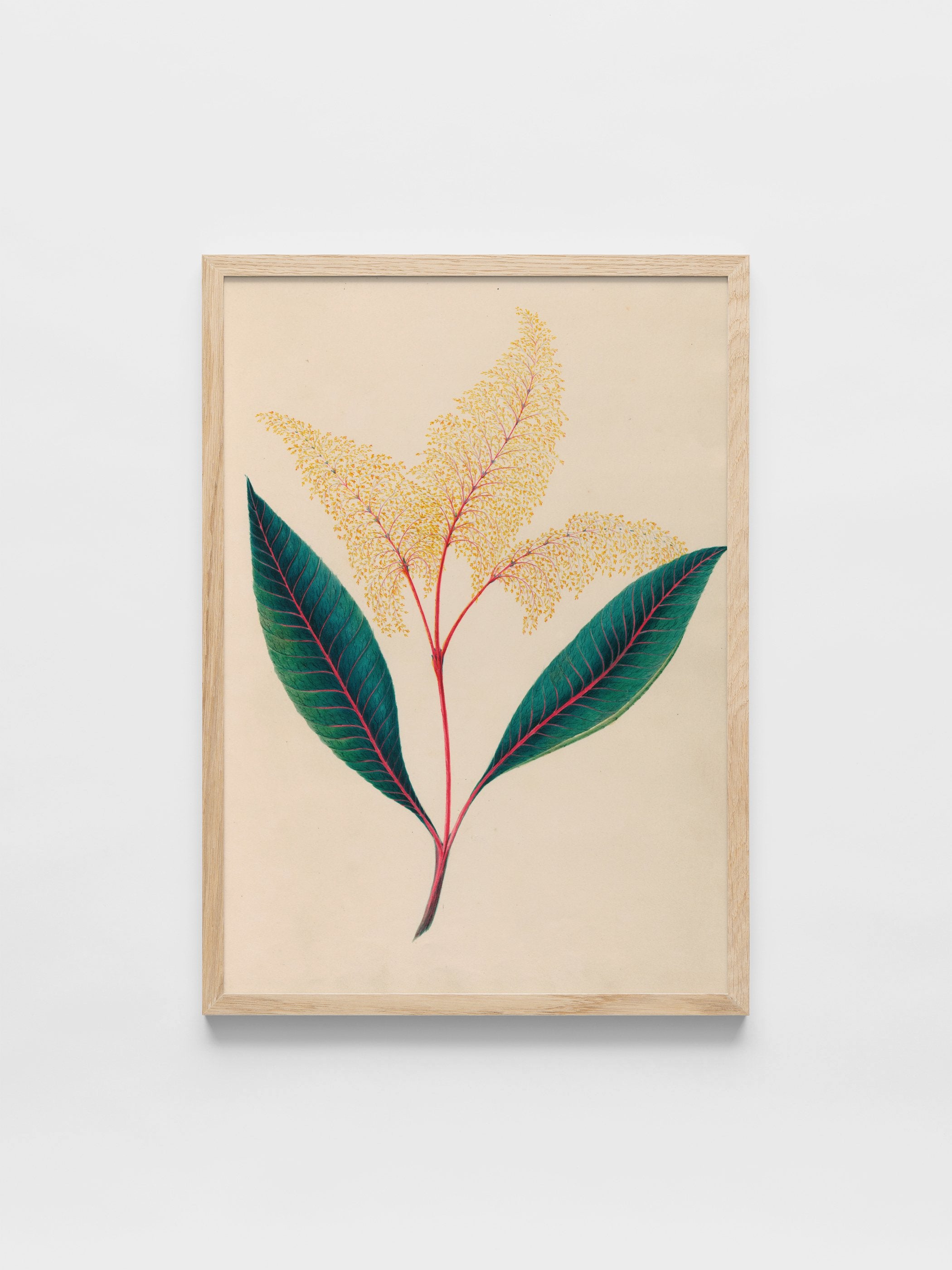 Drawings of tropical flowers and fruits, from South America, 18