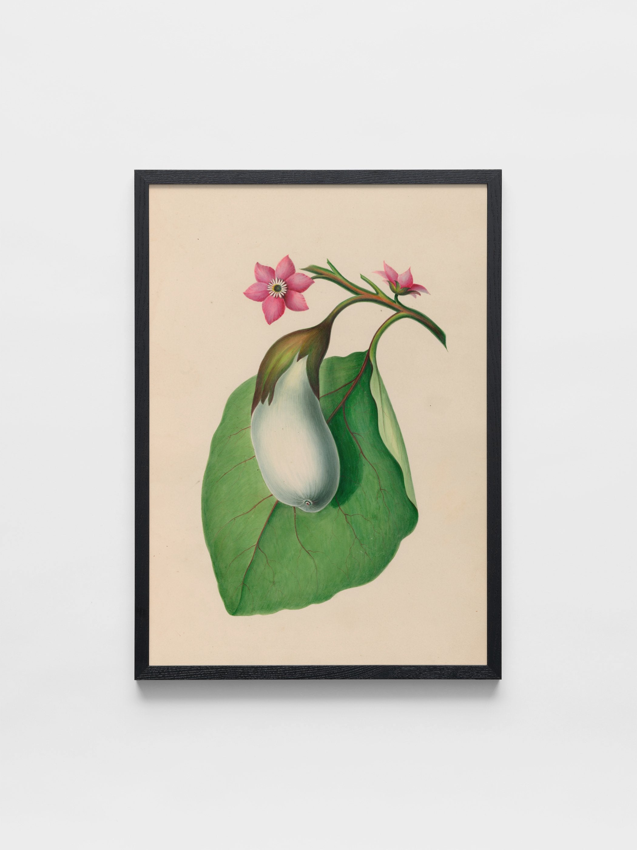 Drawings of tropical flowers and fruits, from South America, 07