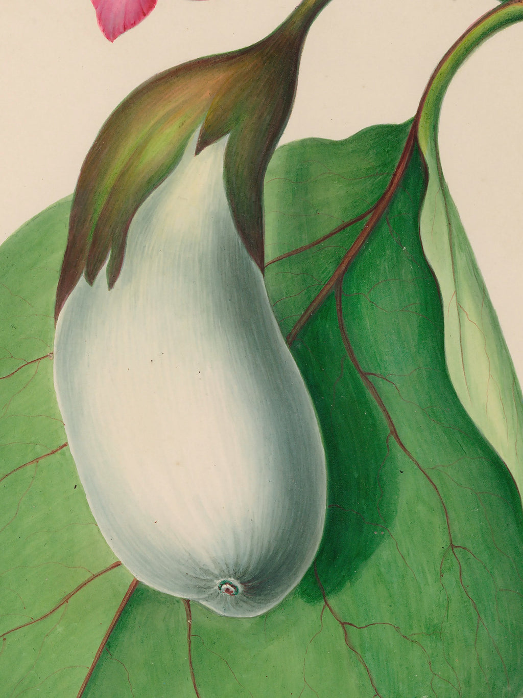 Drawings of tropical flowers and fruits, from South America, 07
