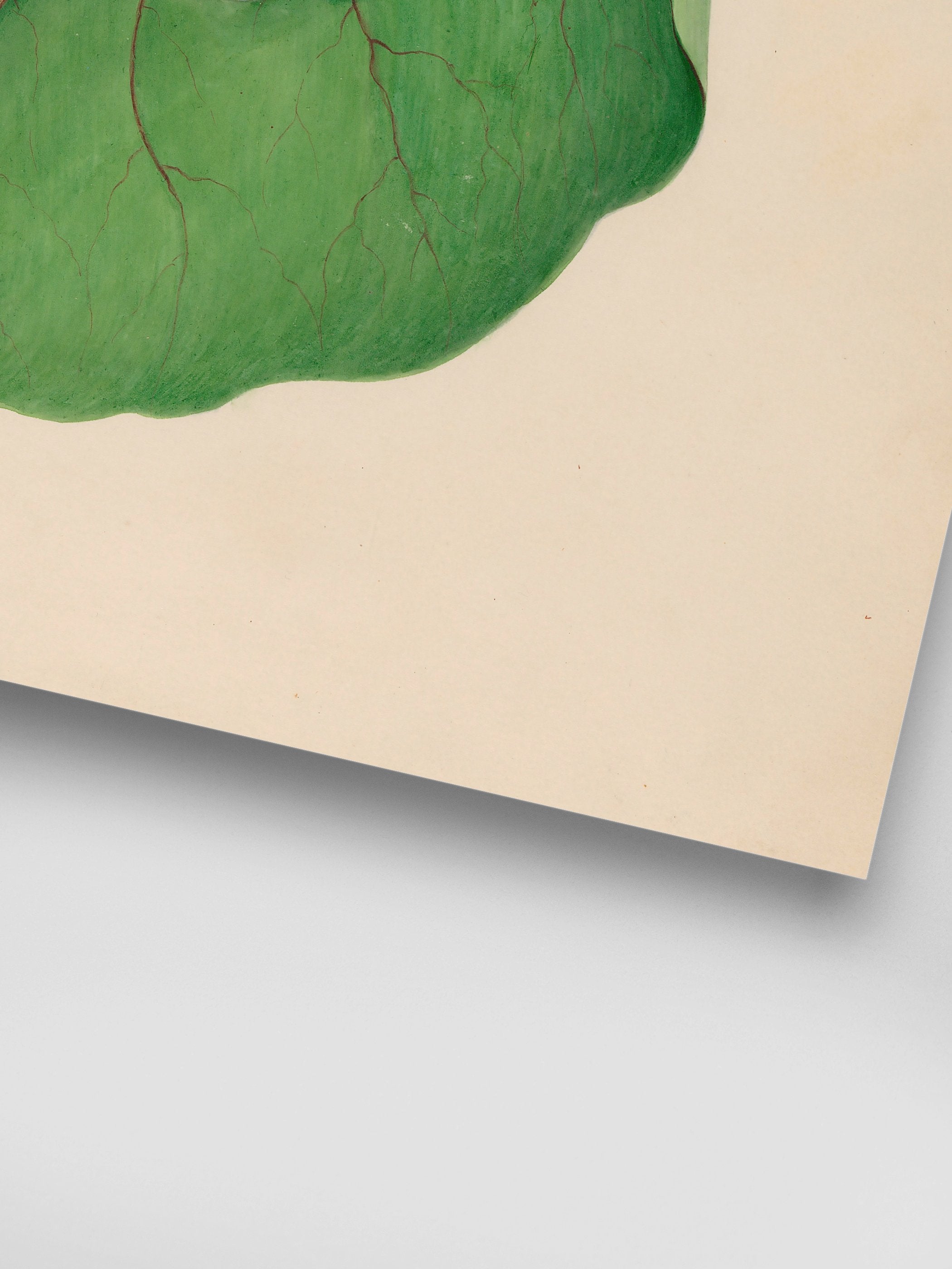 Drawings of tropical flowers and fruits, from South America, 07