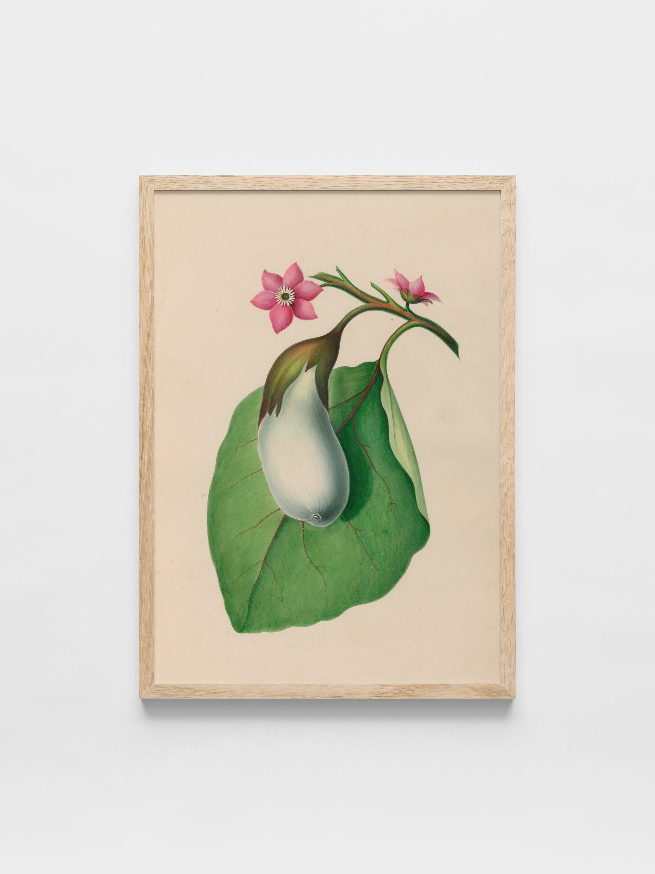 Drawings of tropical flowers and fruits, from South America, 07