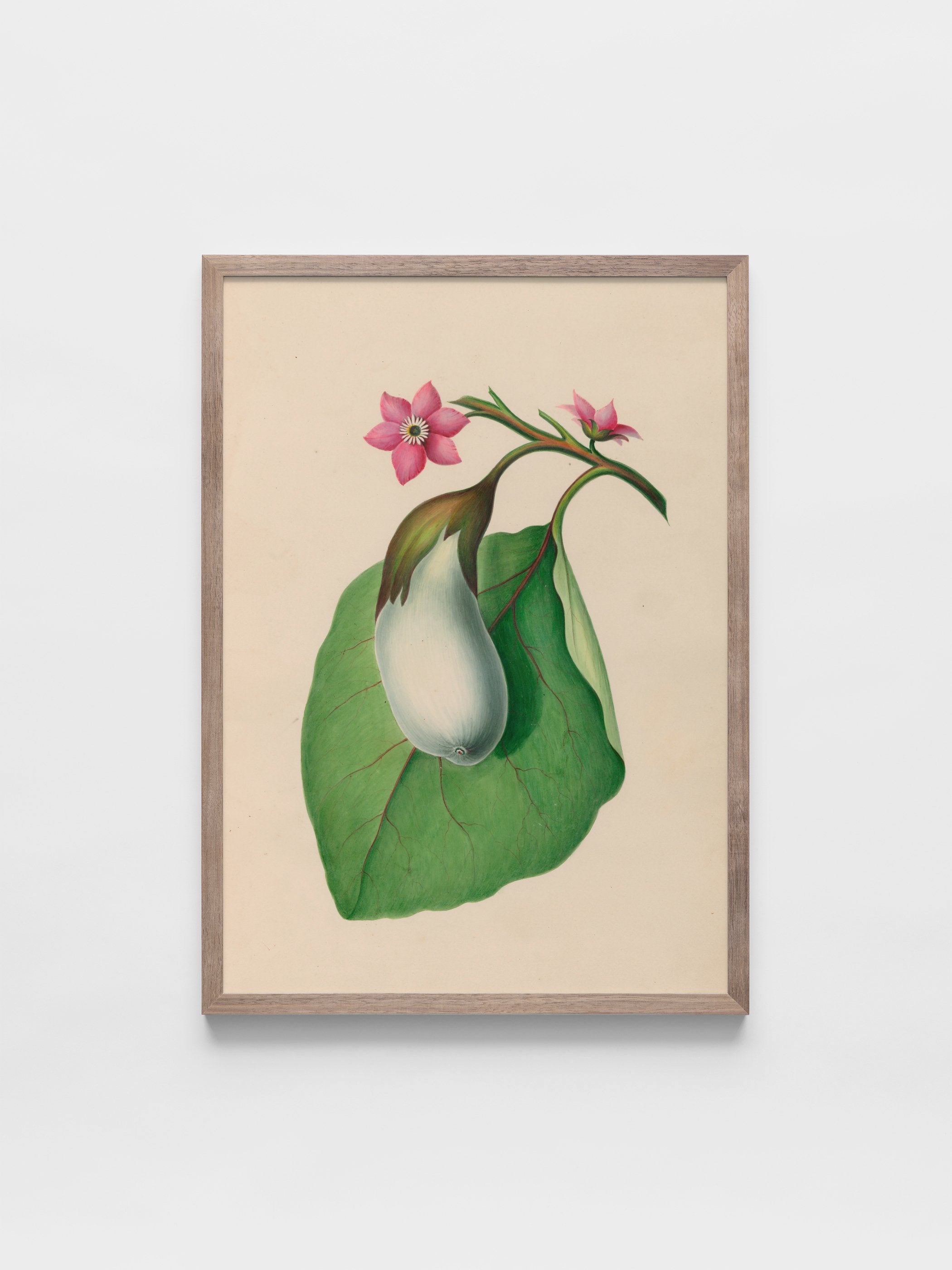 Drawings of tropical flowers and fruits, from South America, 07