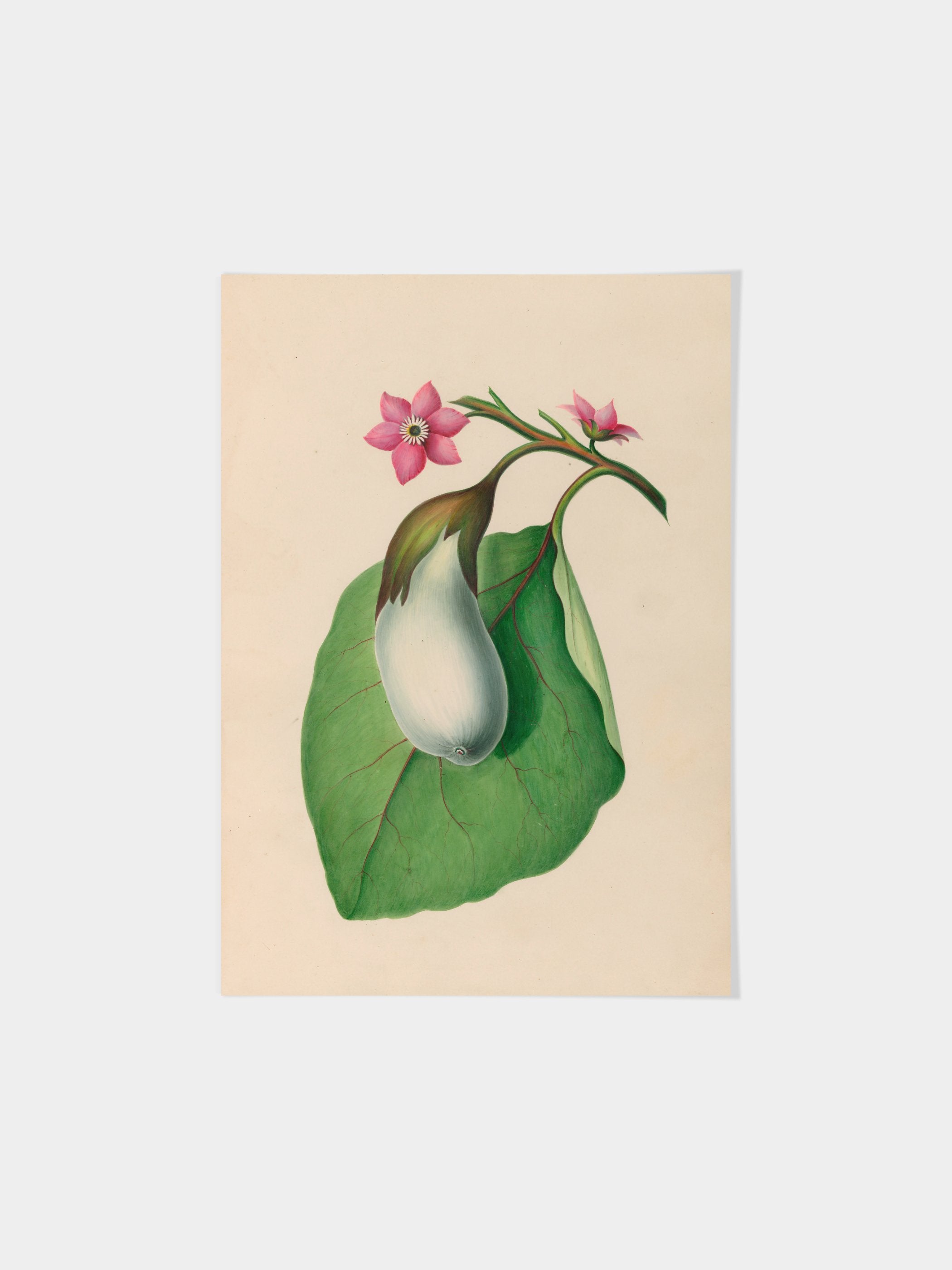 Drawings of tropical flowers and fruits, from South America, 07
