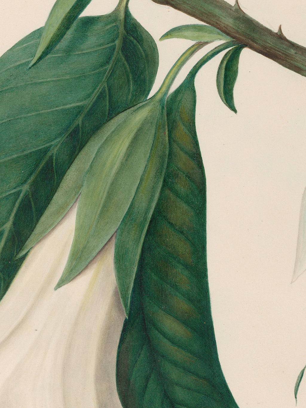 Drawings of tropical flowers and fruits, from South America, 26