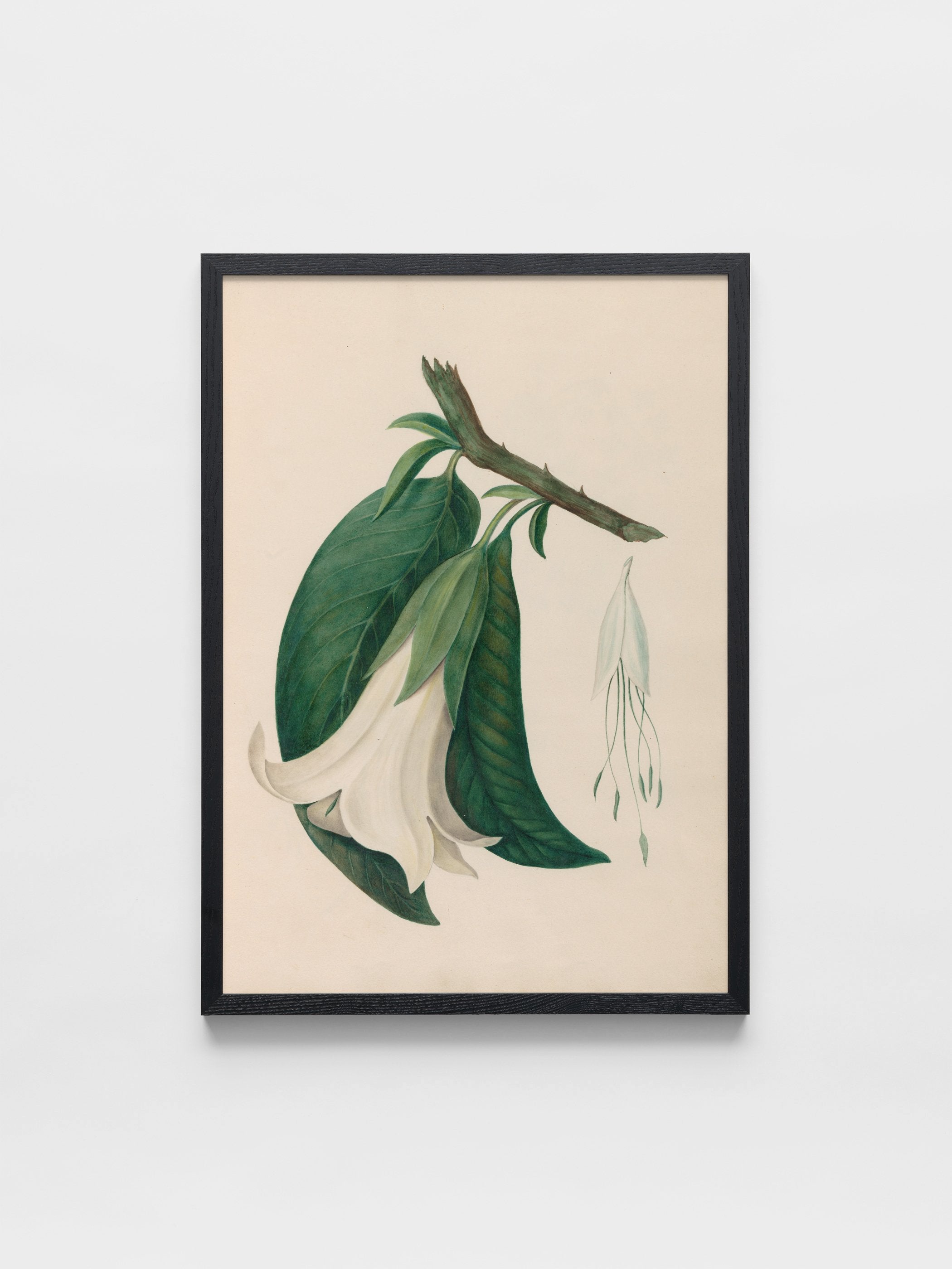 Drawings of tropical flowers and fruits, from South America, 26