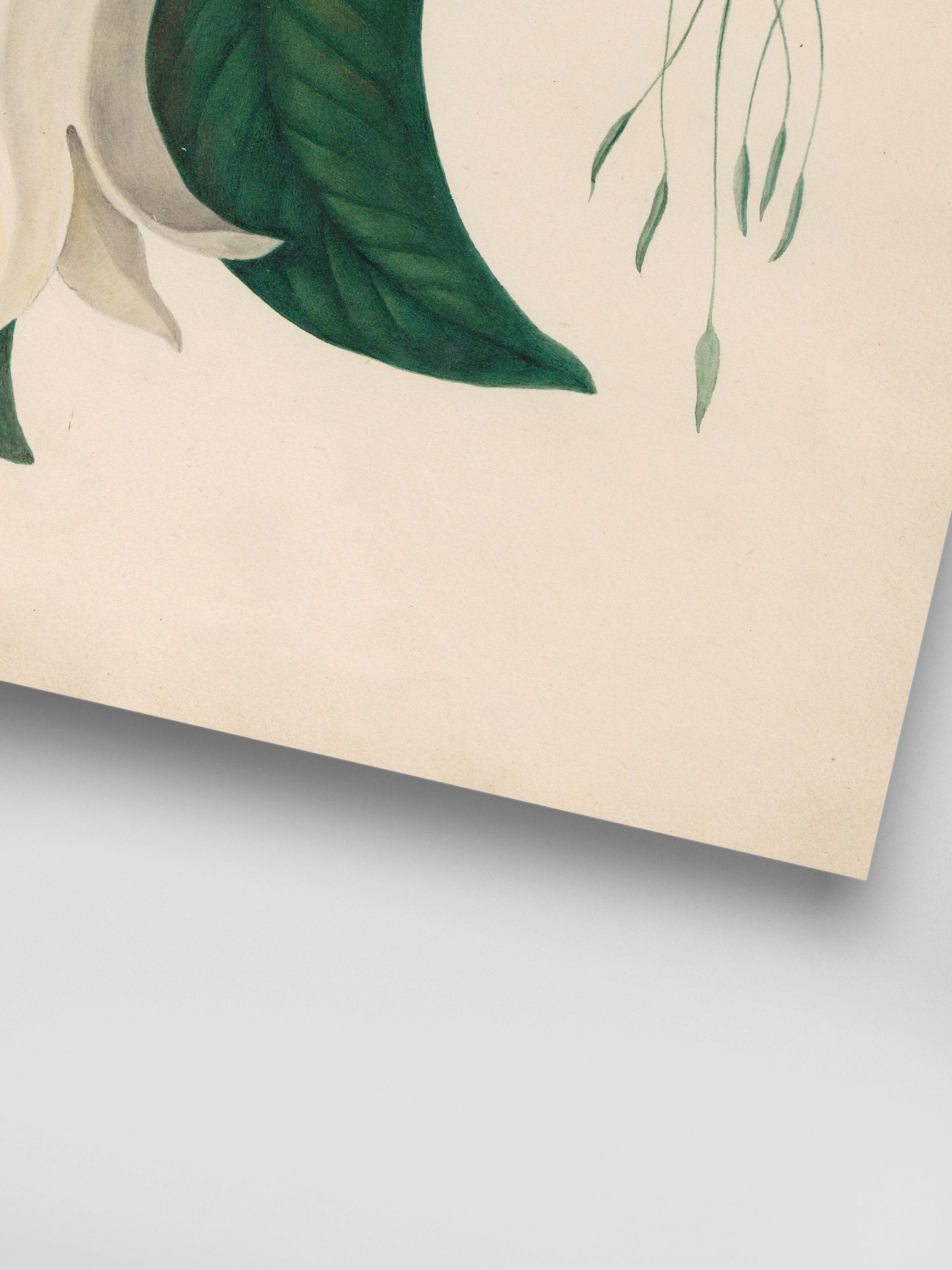 Drawings of tropical flowers and fruits, from South America, 26