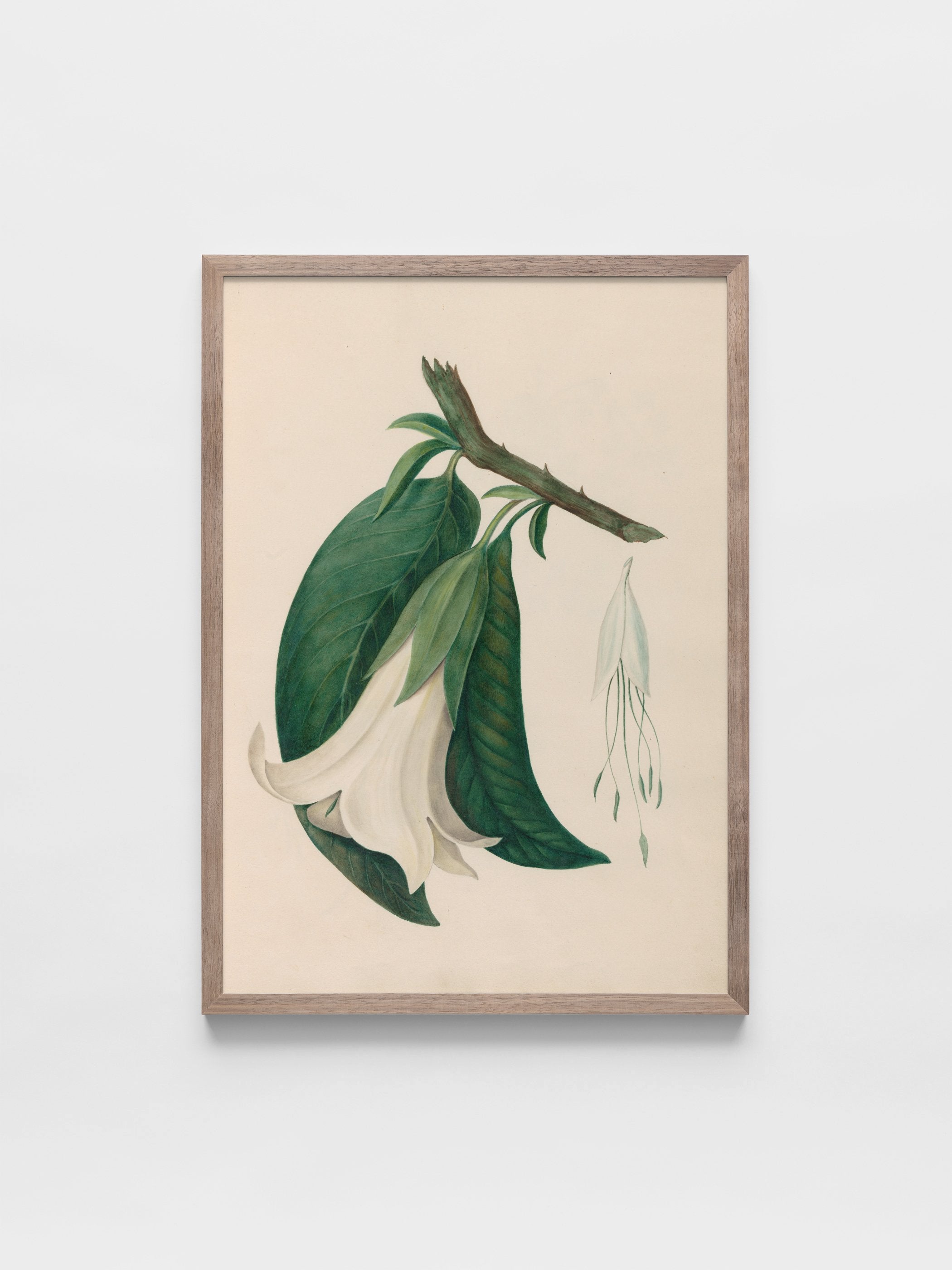 Drawings of tropical flowers and fruits, from South America, 26