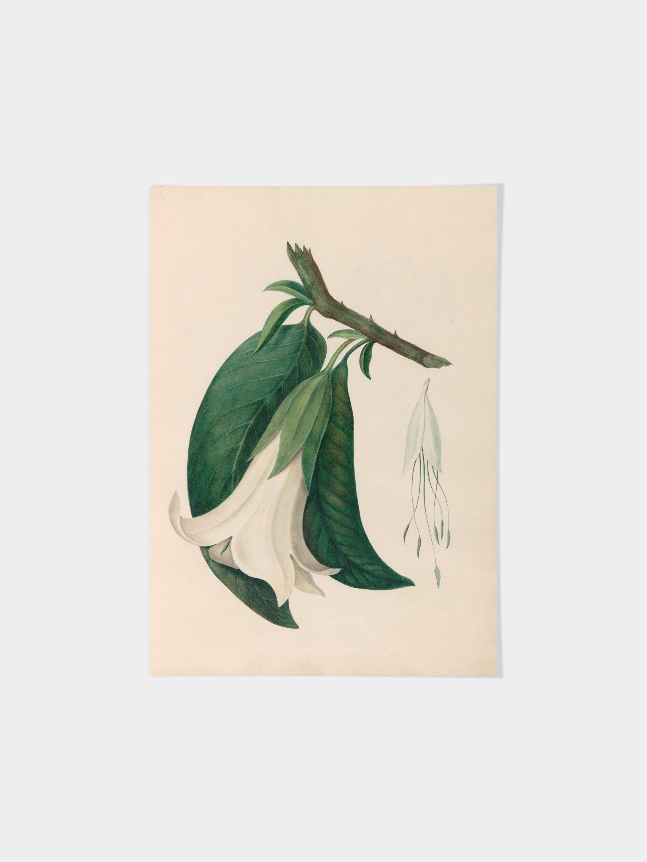 Drawings of tropical flowers and fruits, from South America, 26