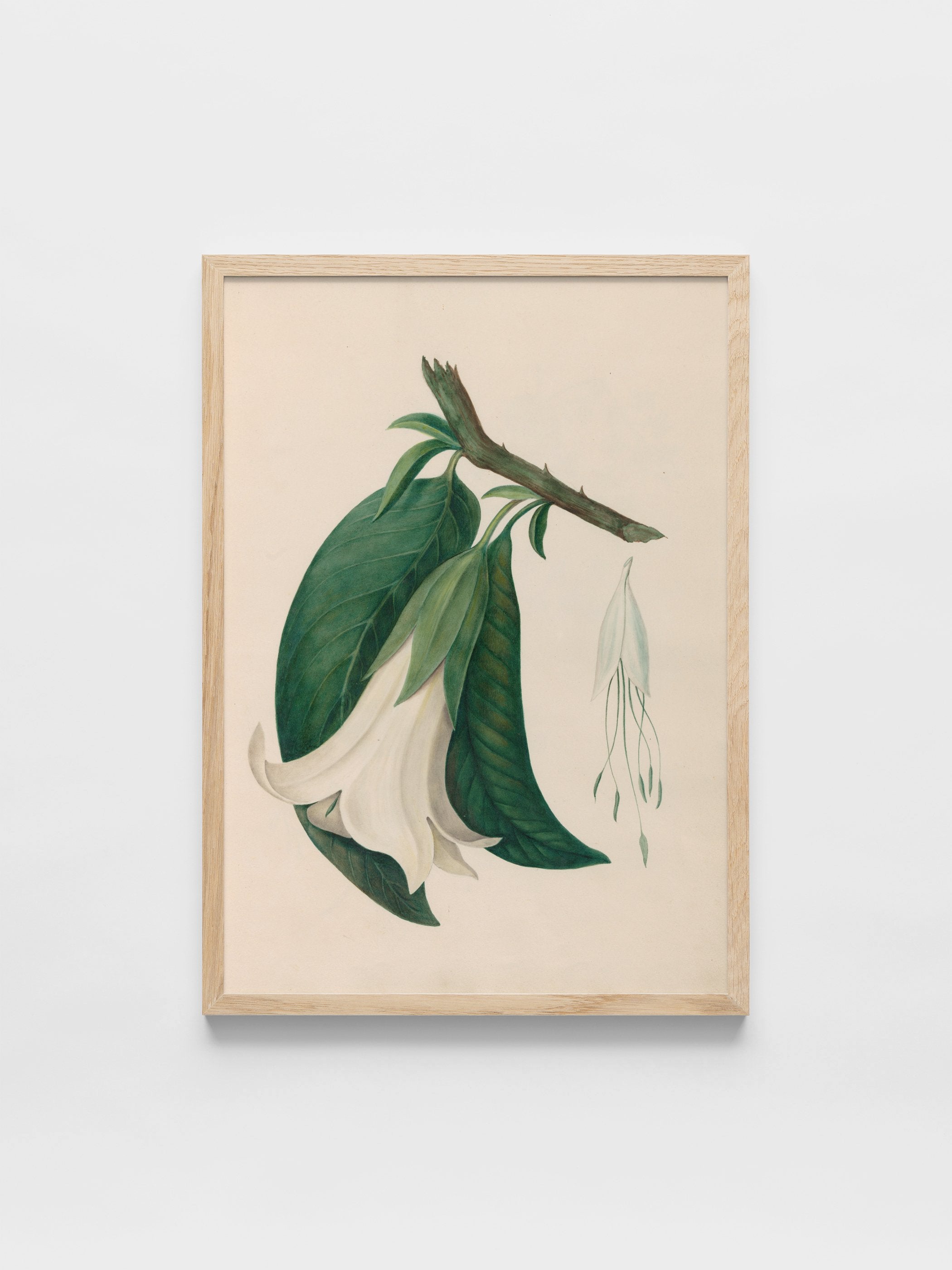 Drawings of tropical flowers and fruits, from South America, 26