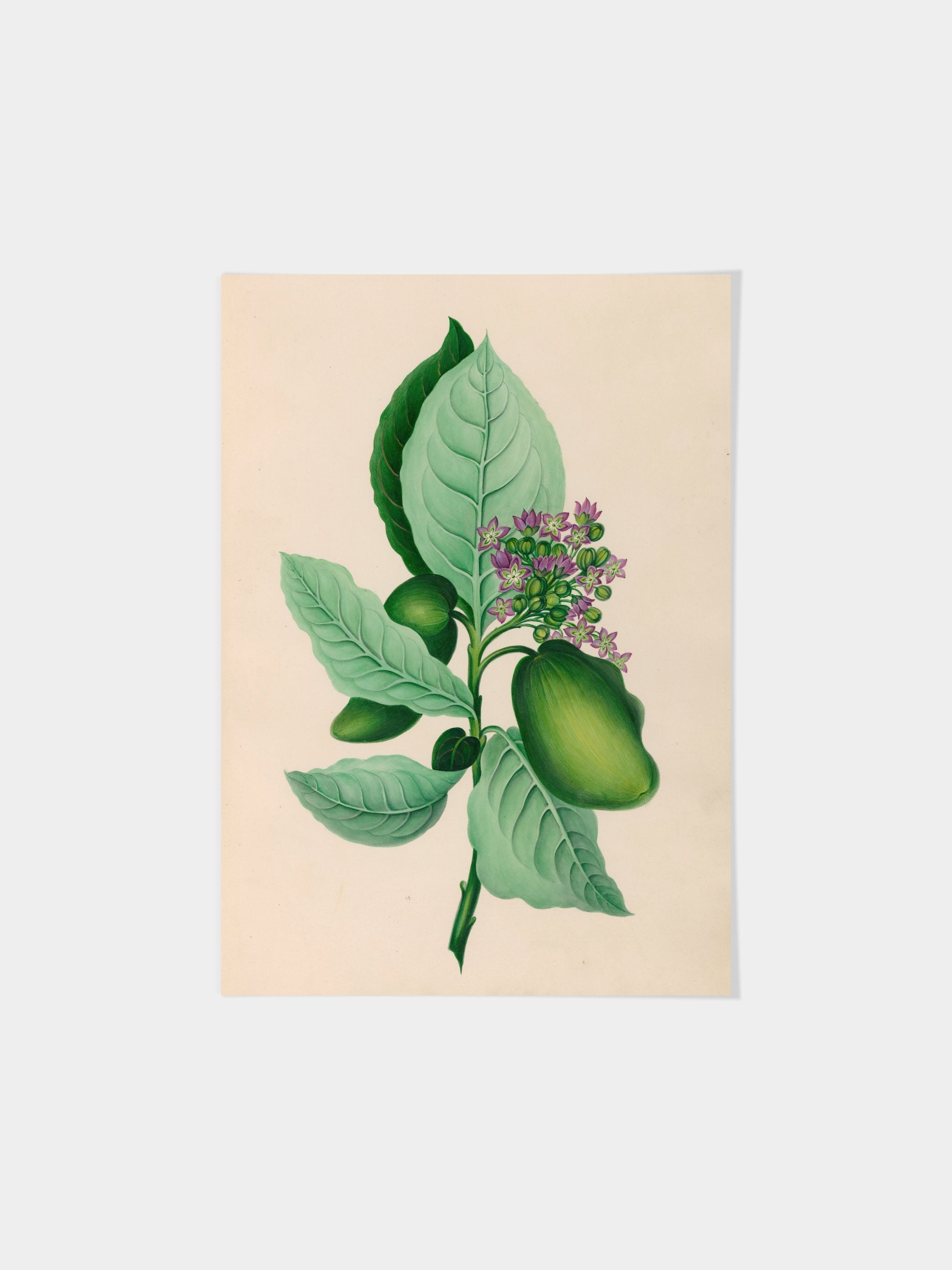 Drawings of tropical flowers and fruits, from South America, 04