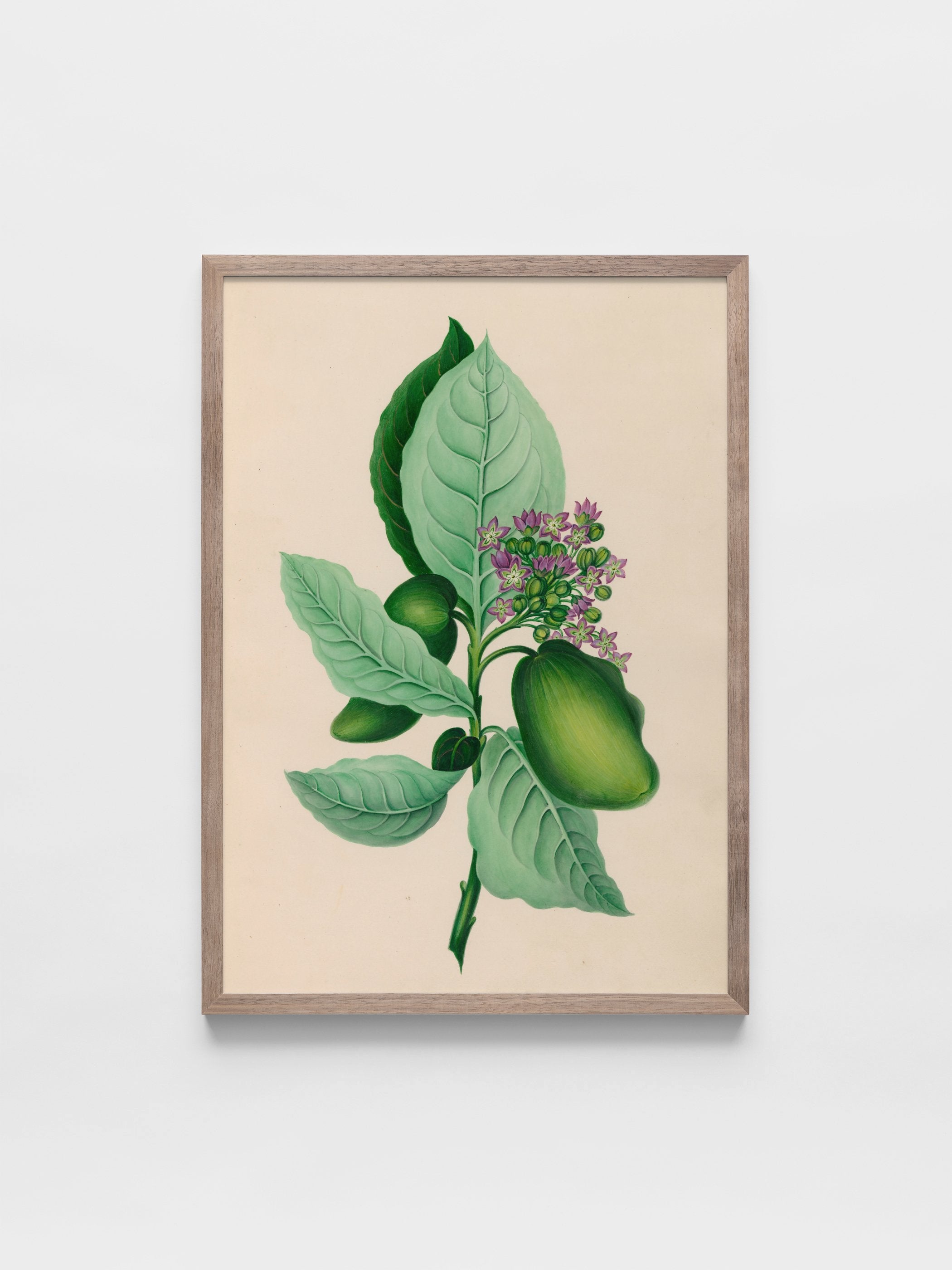 Drawings of tropical flowers and fruits, from South America, 04