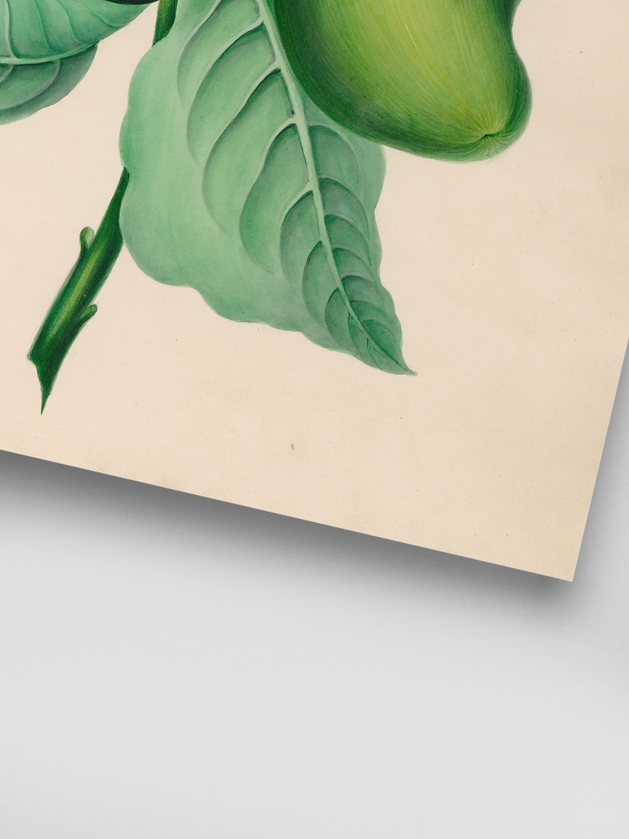 Drawings of tropical flowers and fruits, from South America, 04