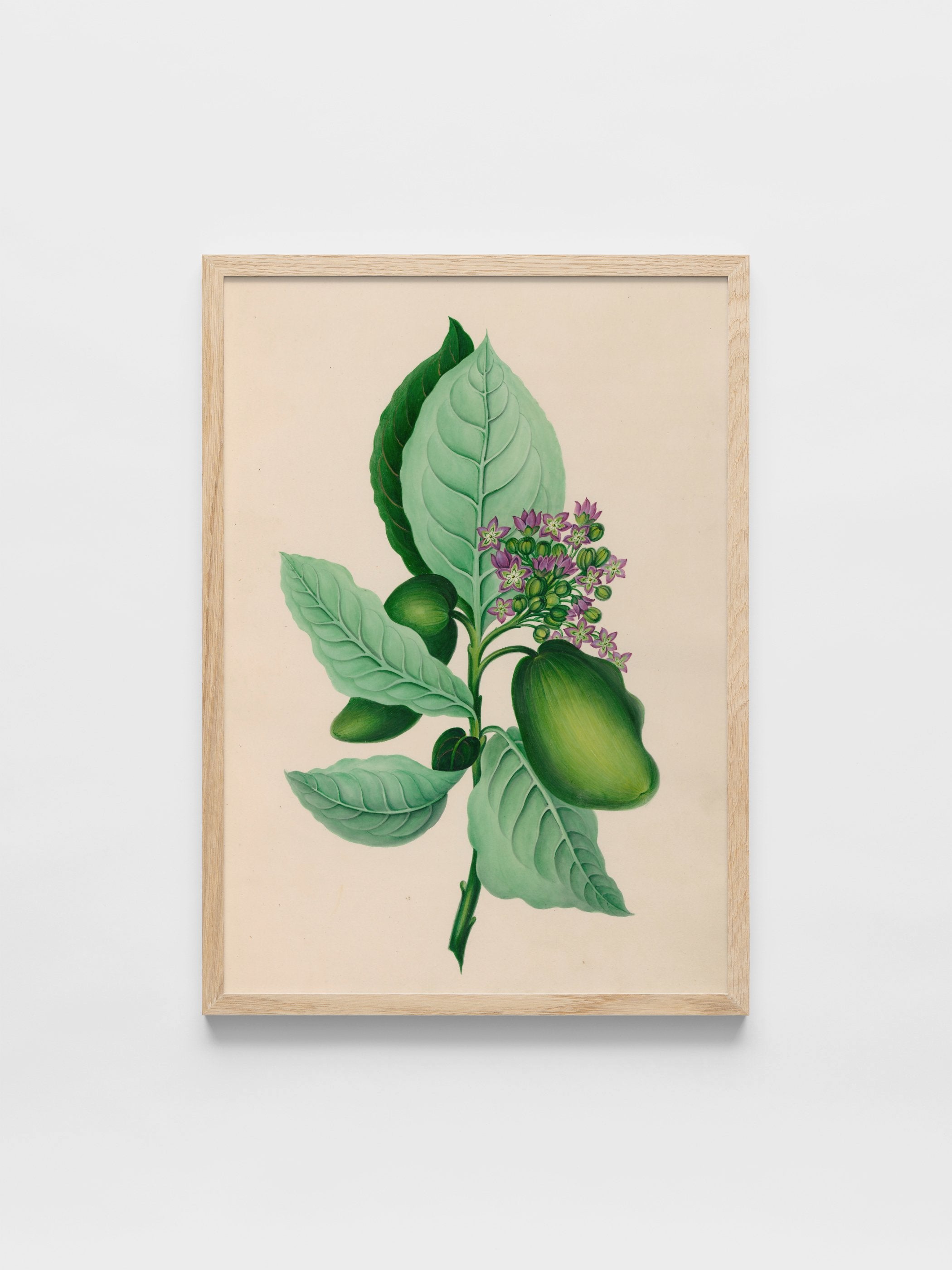 Drawings of tropical flowers and fruits, from South America, 04