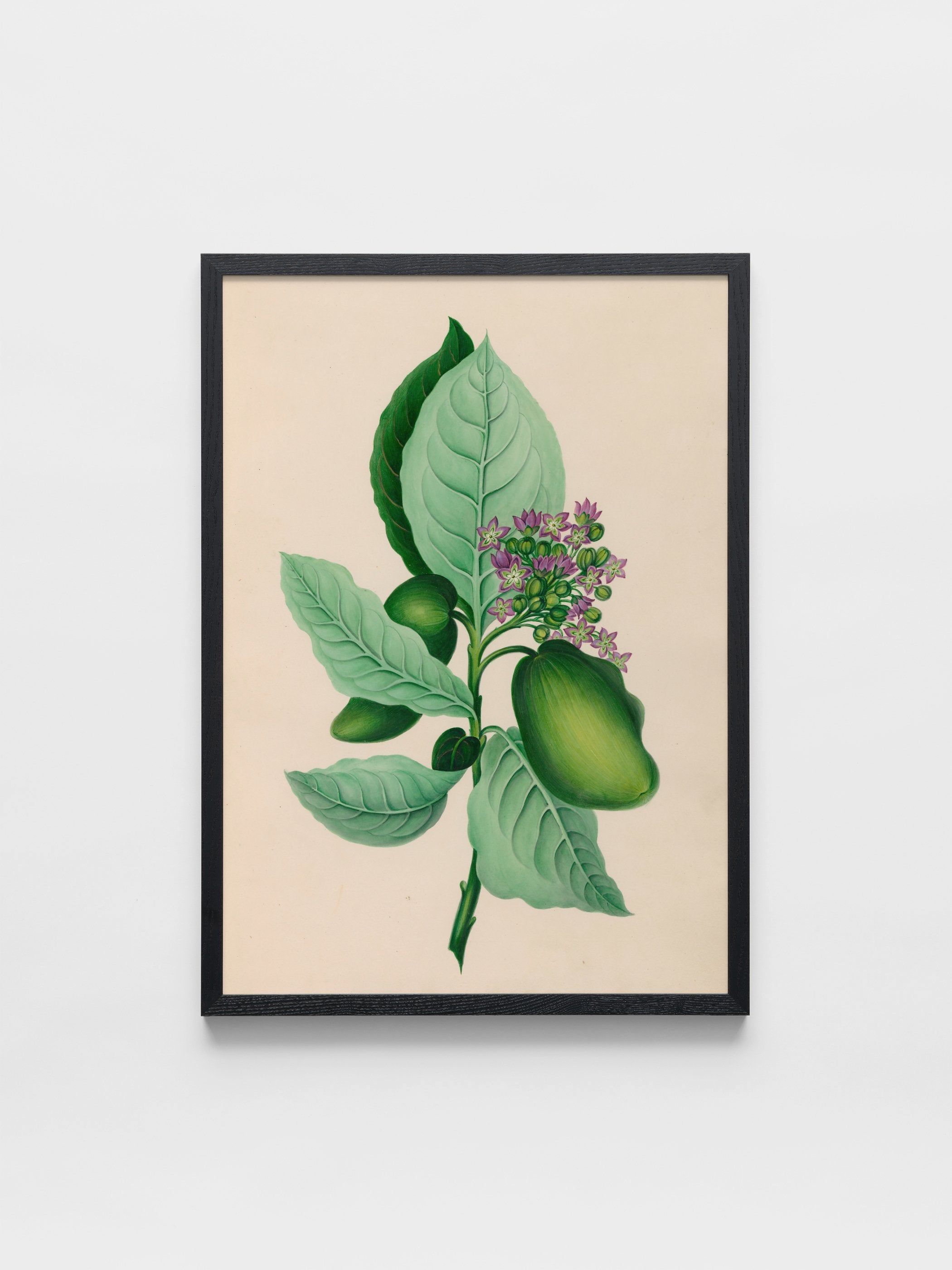 Drawings of tropical flowers and fruits, from South America, 04