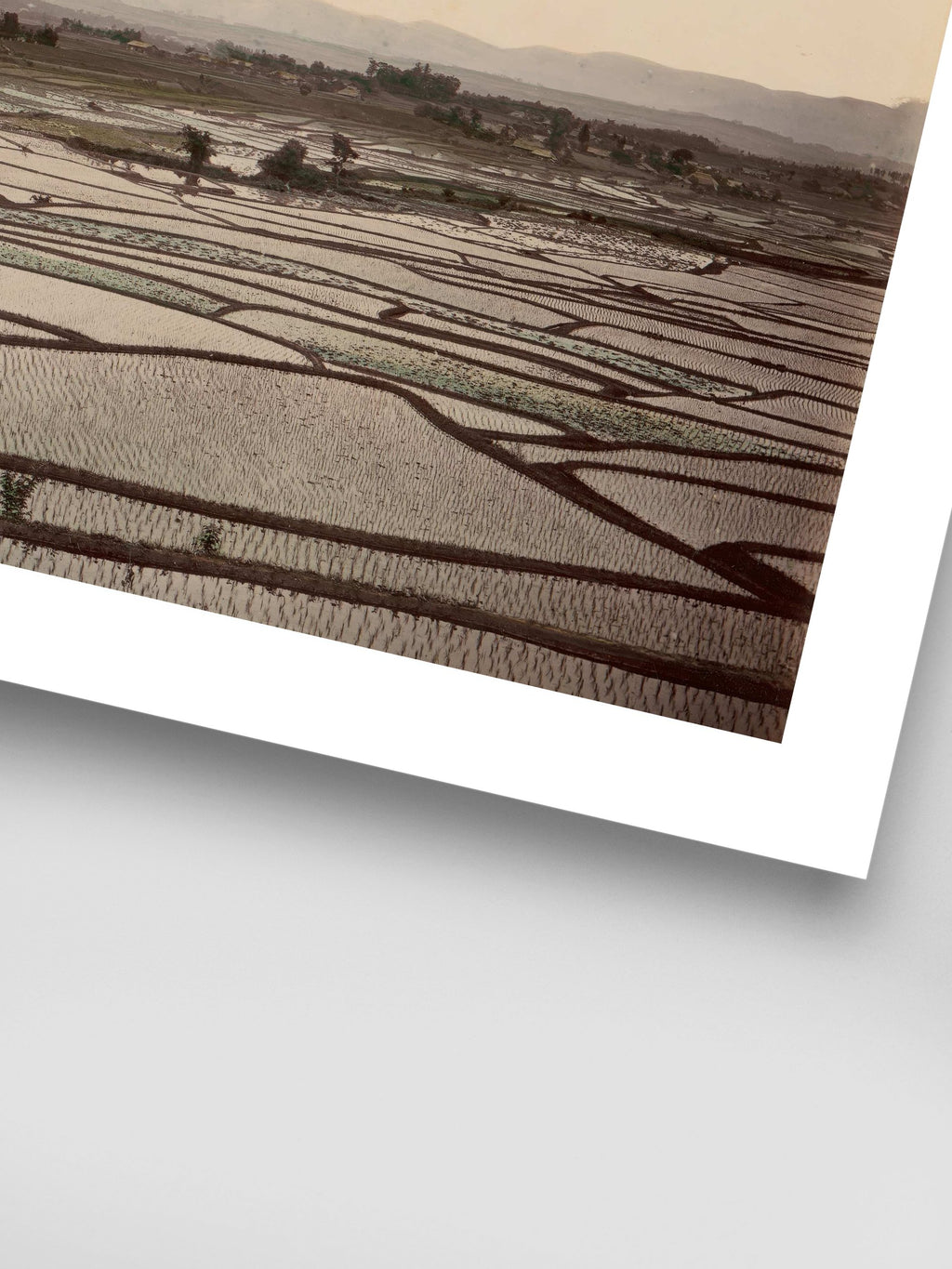 Rice Fields