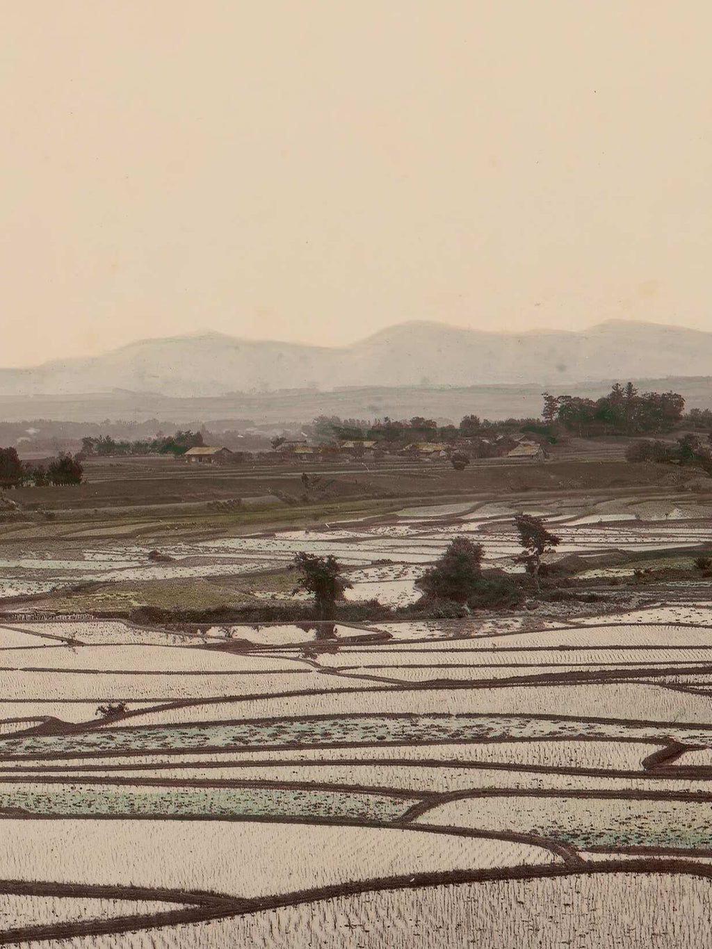 Rice Fields