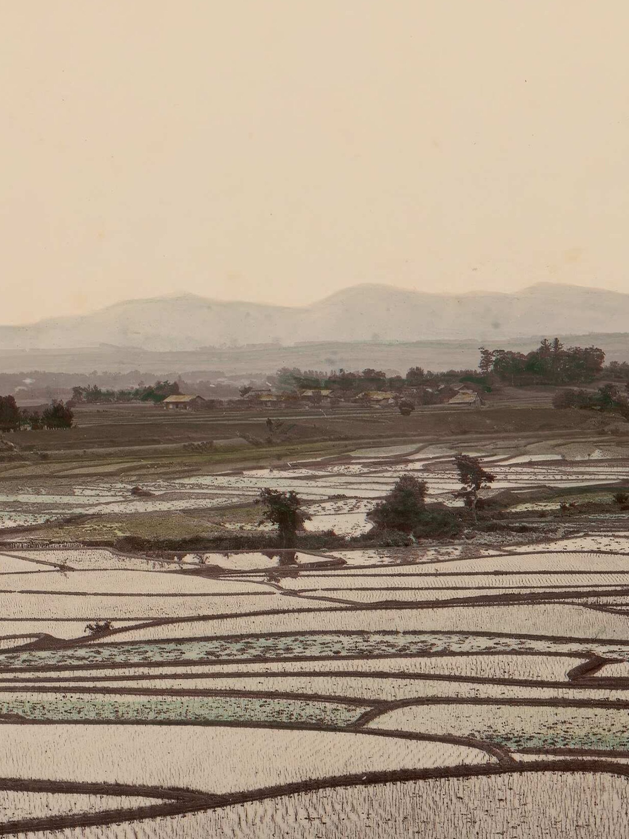 Rice Fields
