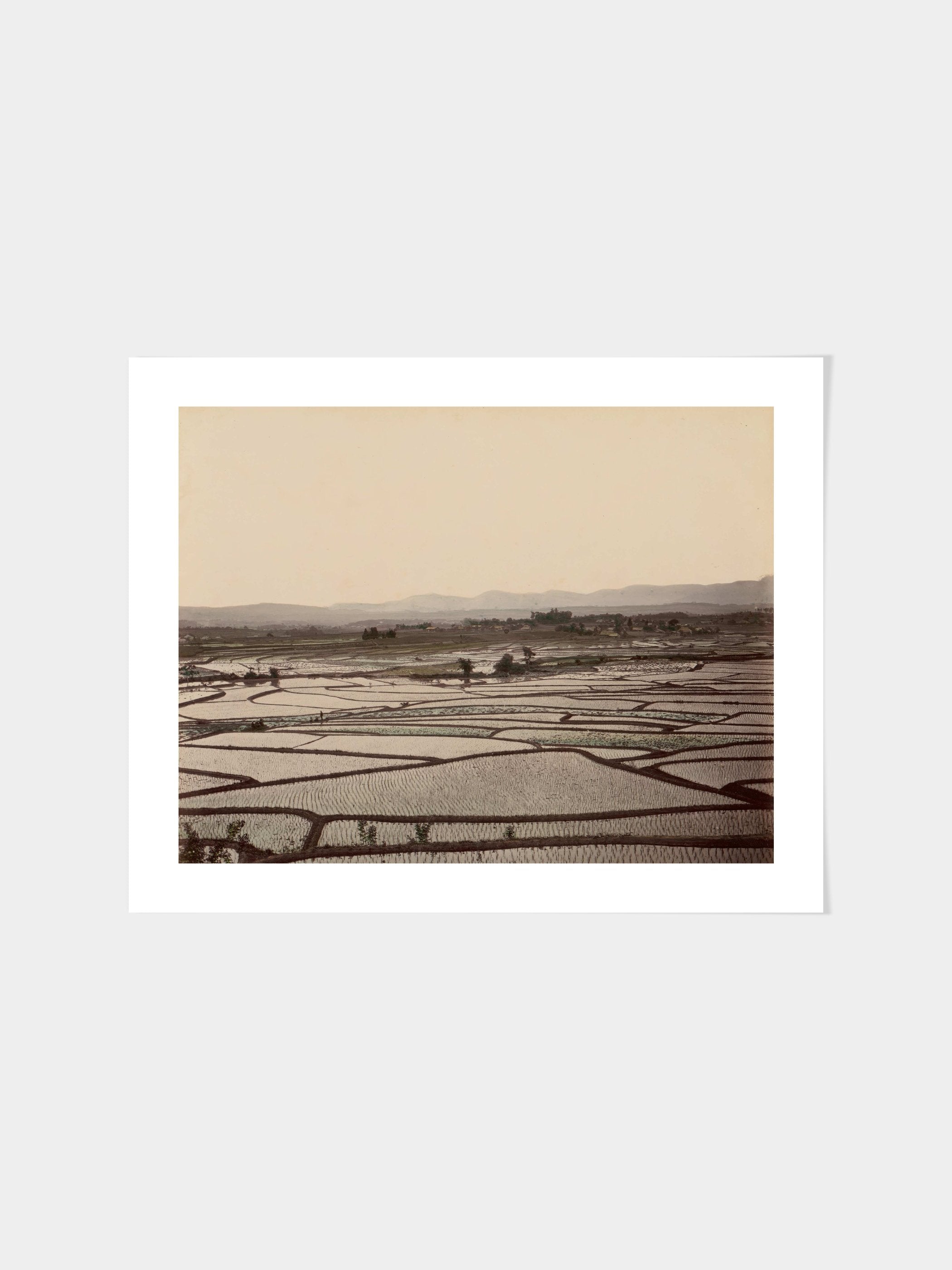 Rice Fields