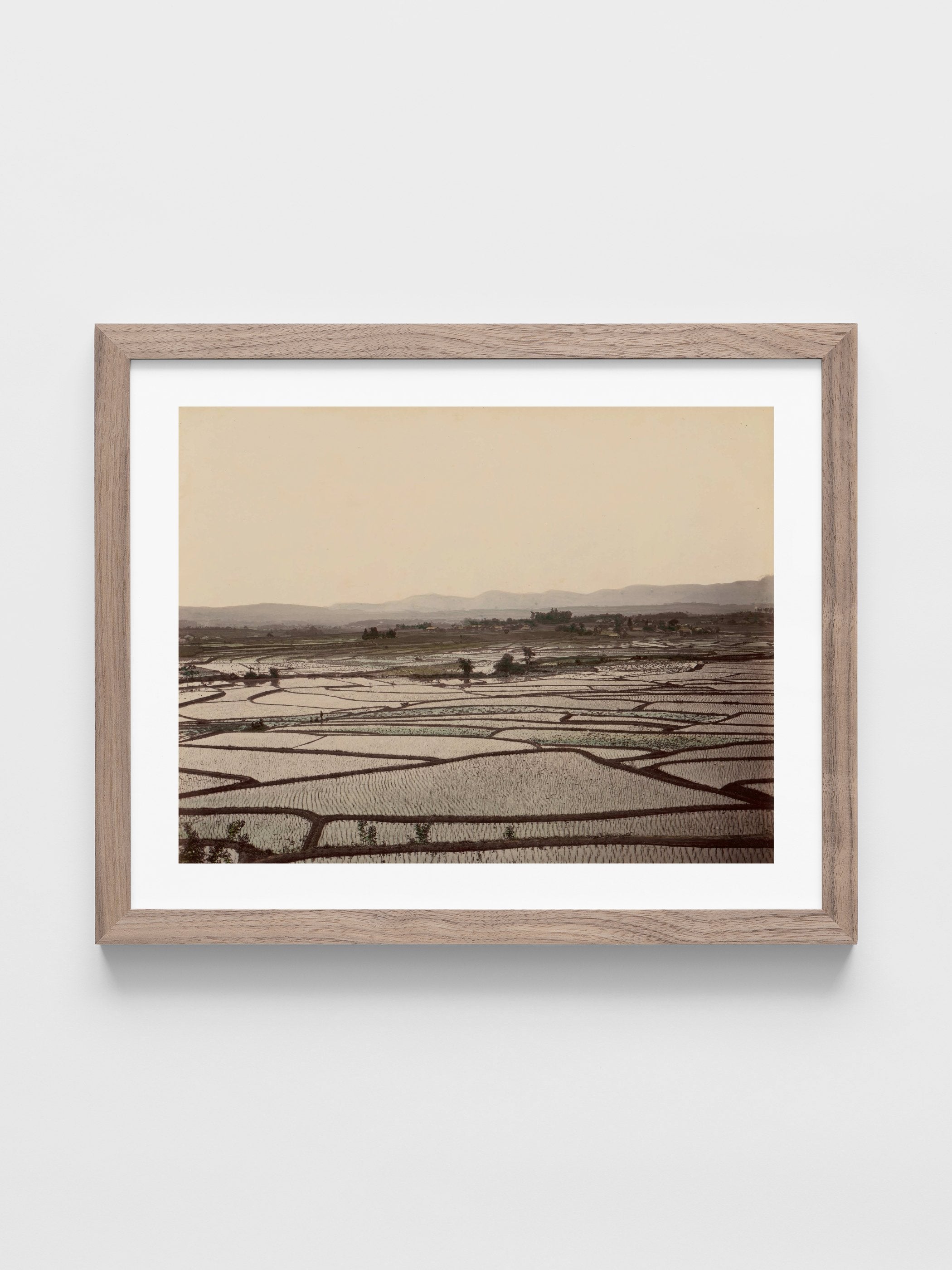 Rice Fields