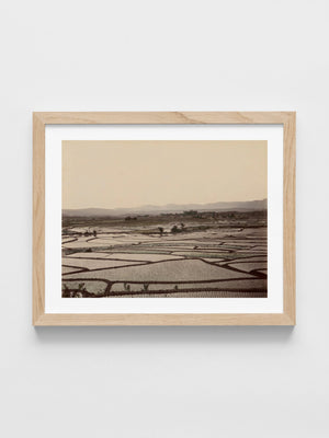Rice Fields