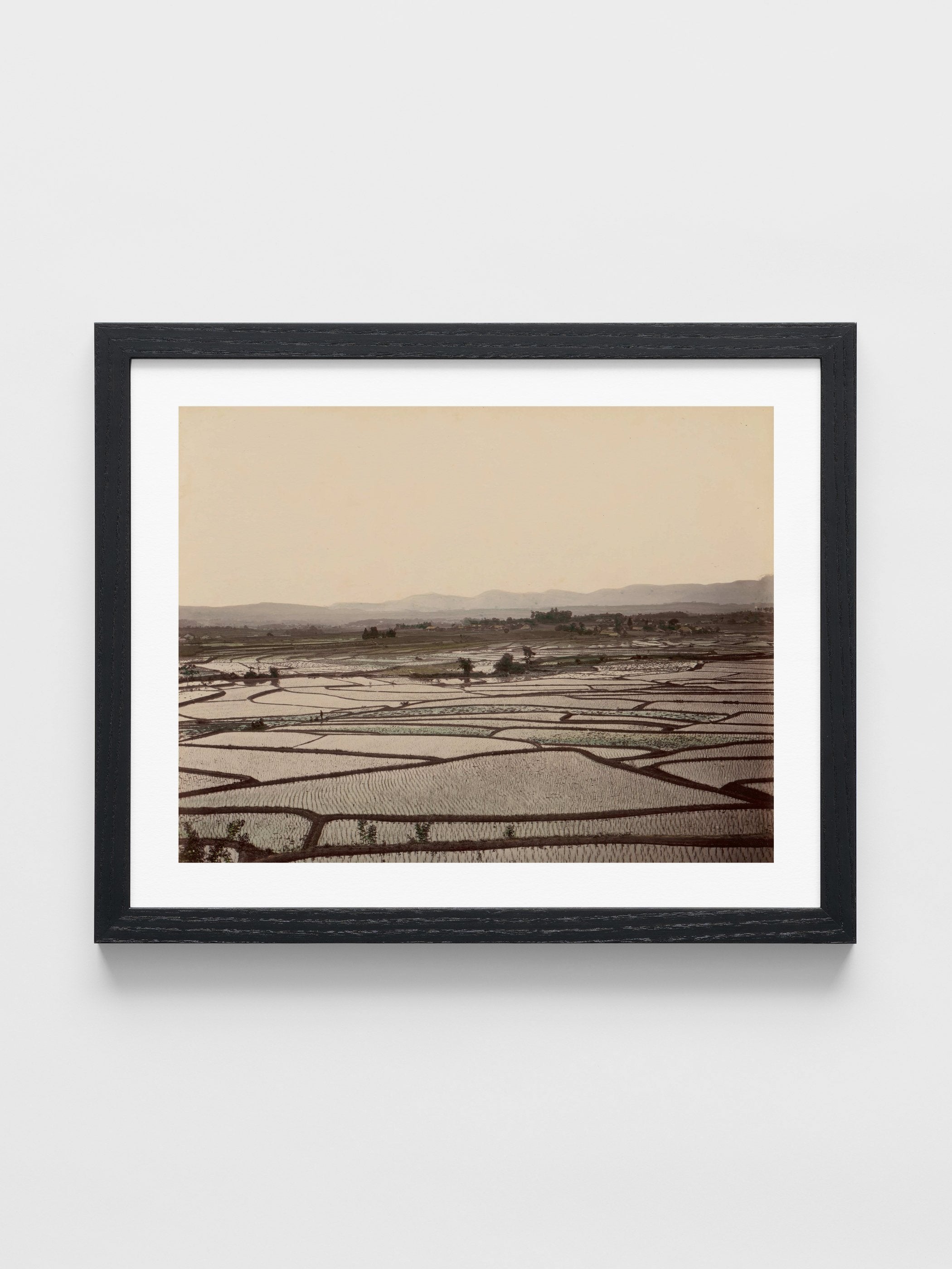 Rice Fields