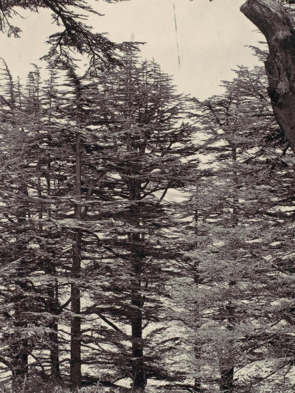 Francis Frith - Cedars of Lebanon