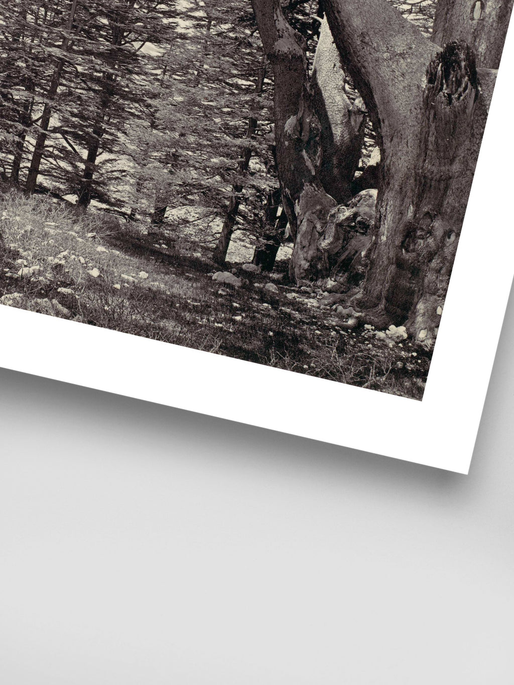 Francis Frith - Cedars of Lebanon