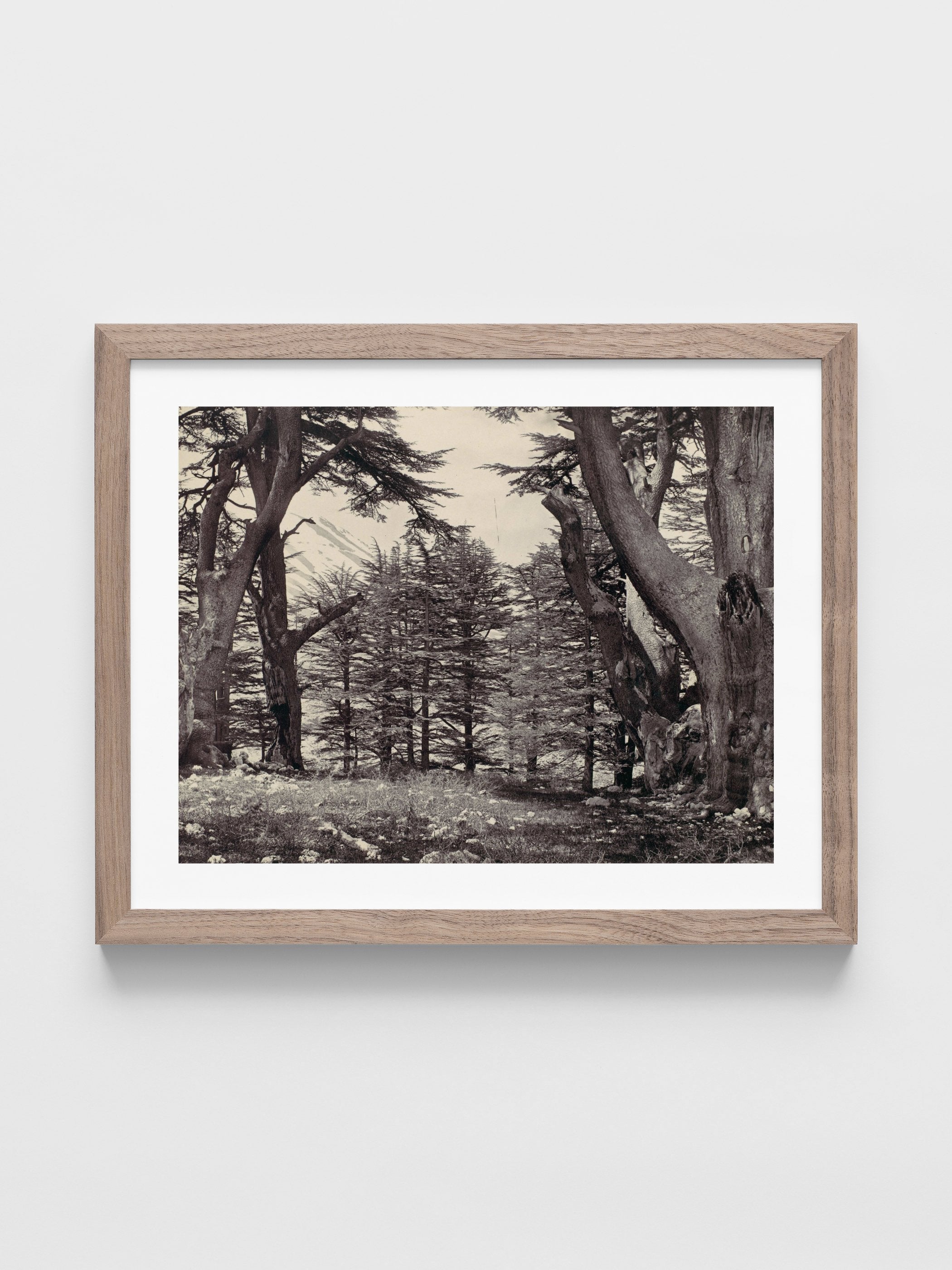 Francis Frith - Cedars of Lebanon