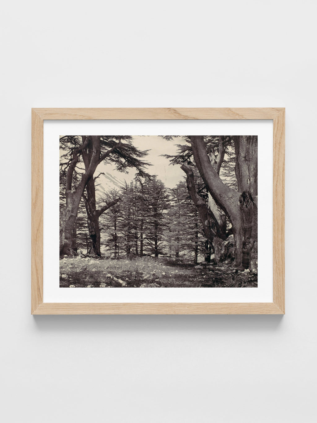 Francis Frith - Cedars of Lebanon