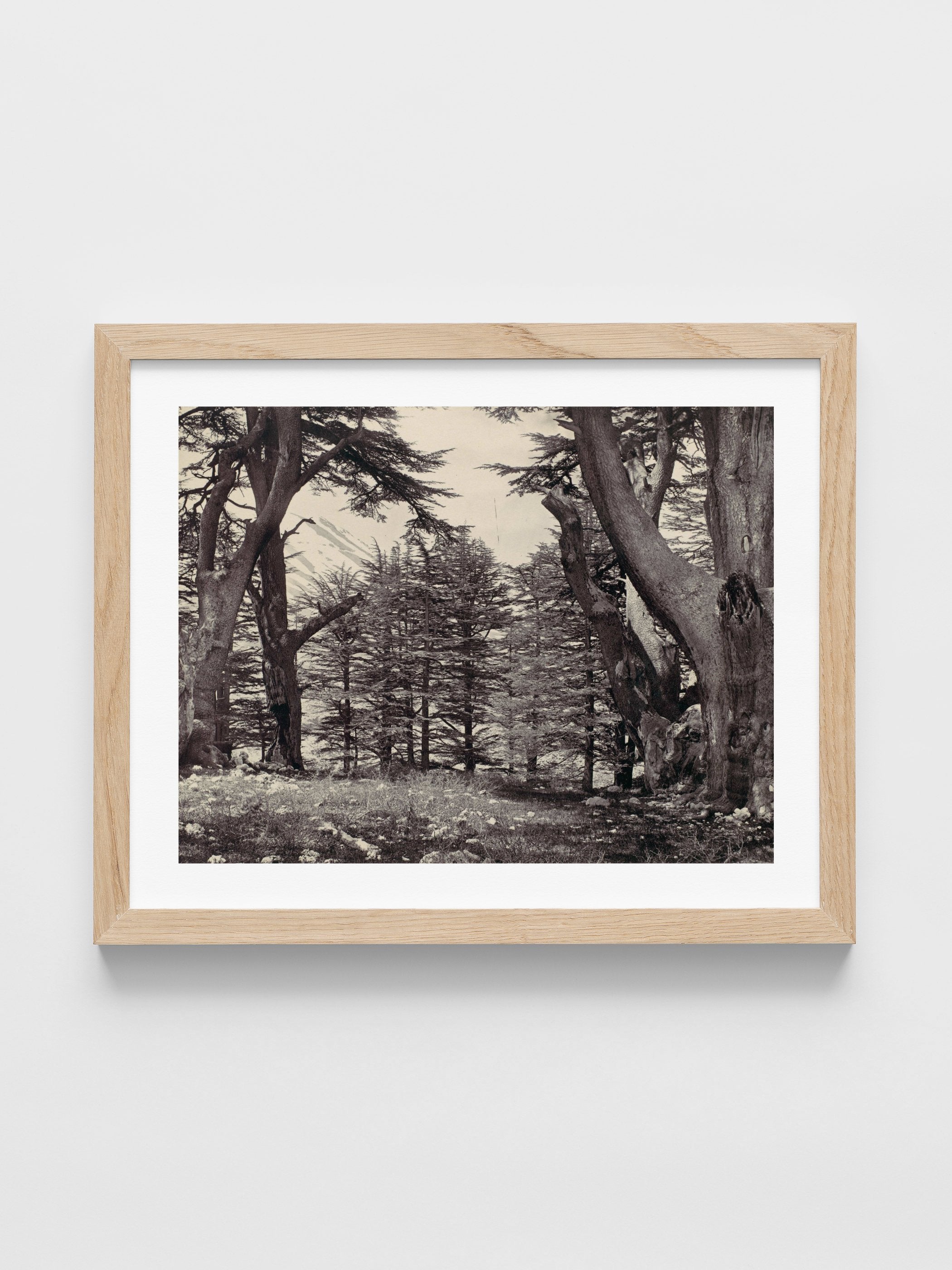 Francis Frith - Cedars of Lebanon