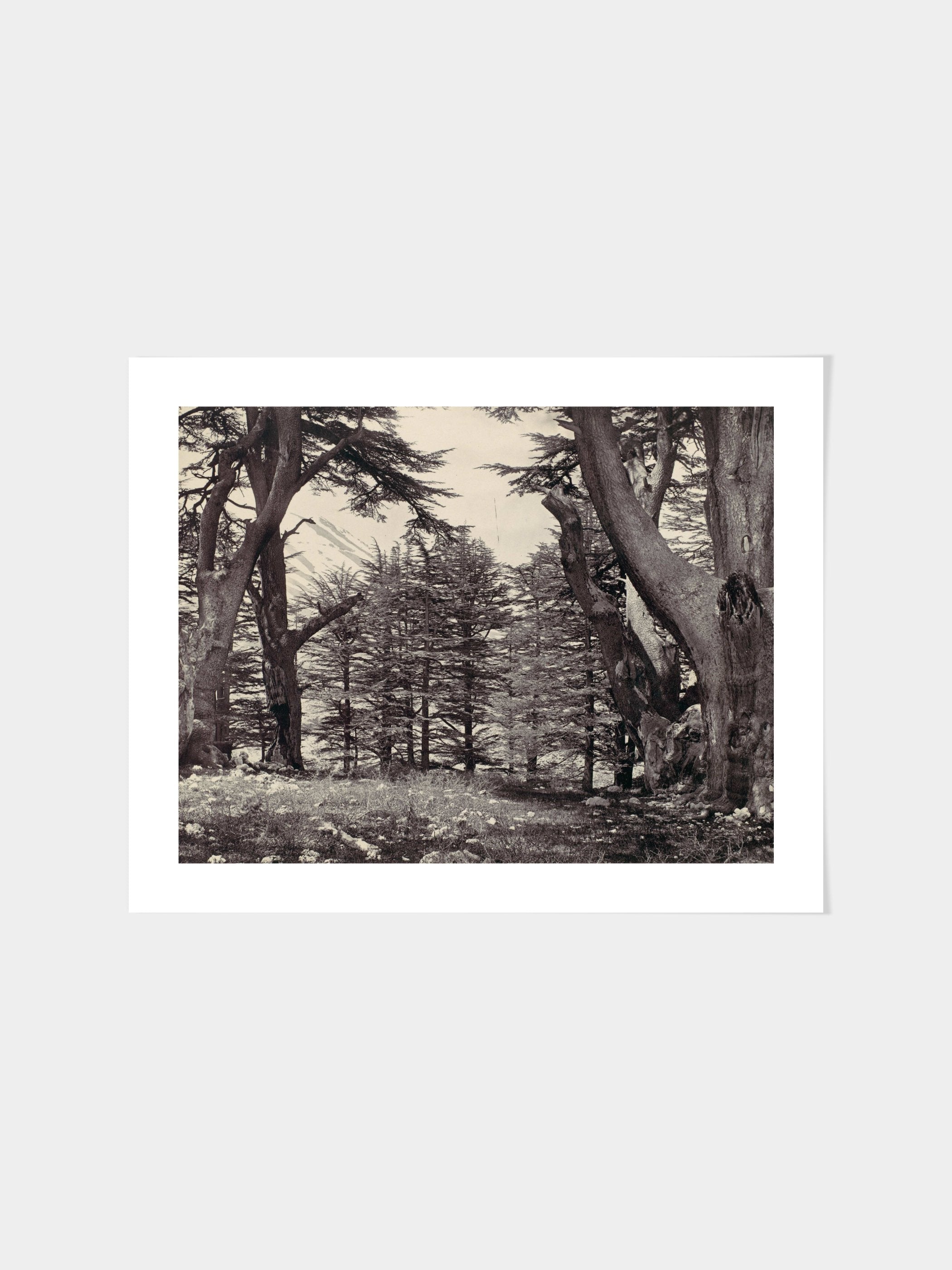 Francis Frith - Cedars of Lebanon