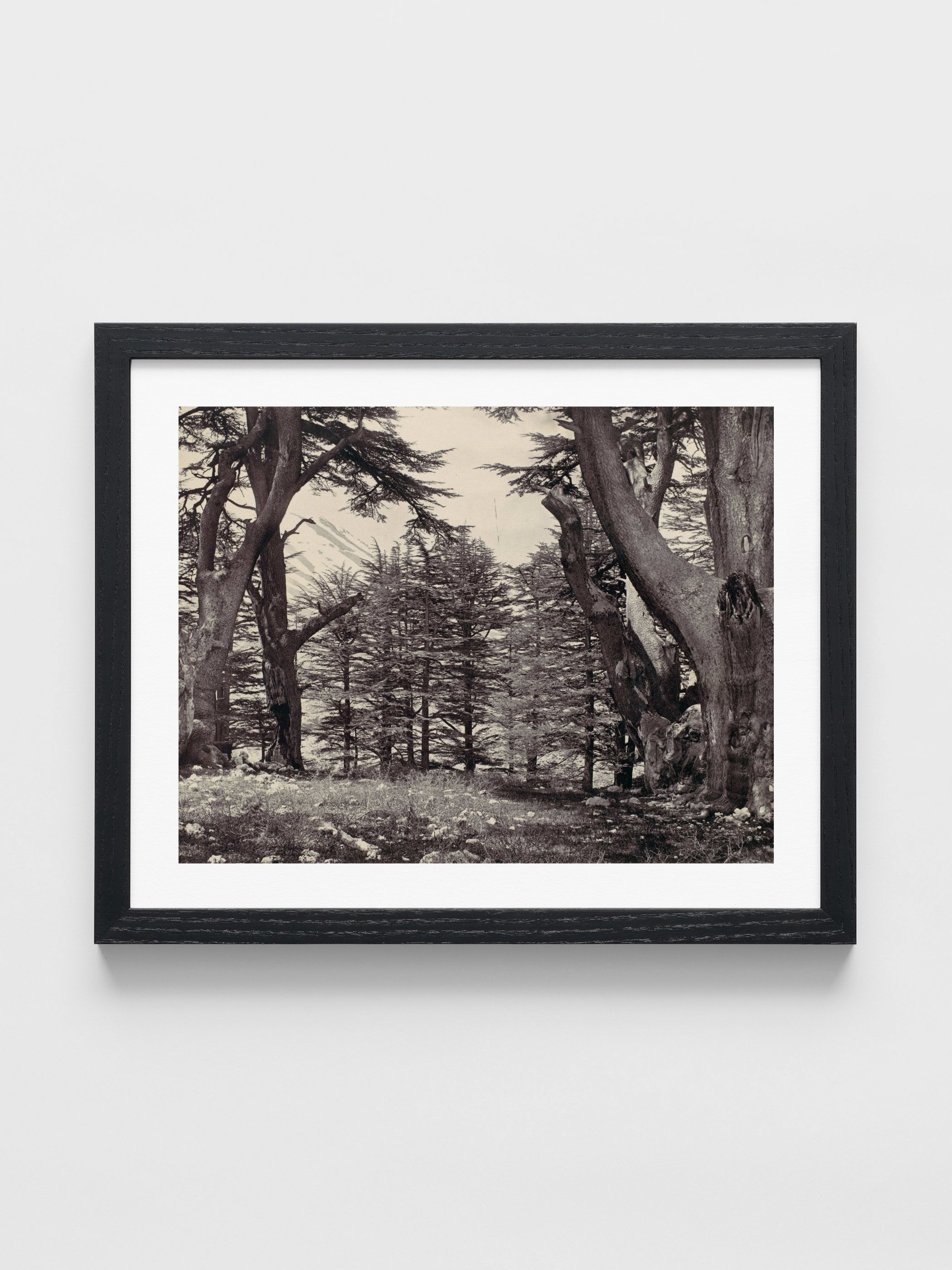 Francis Frith - Cedars of Lebanon