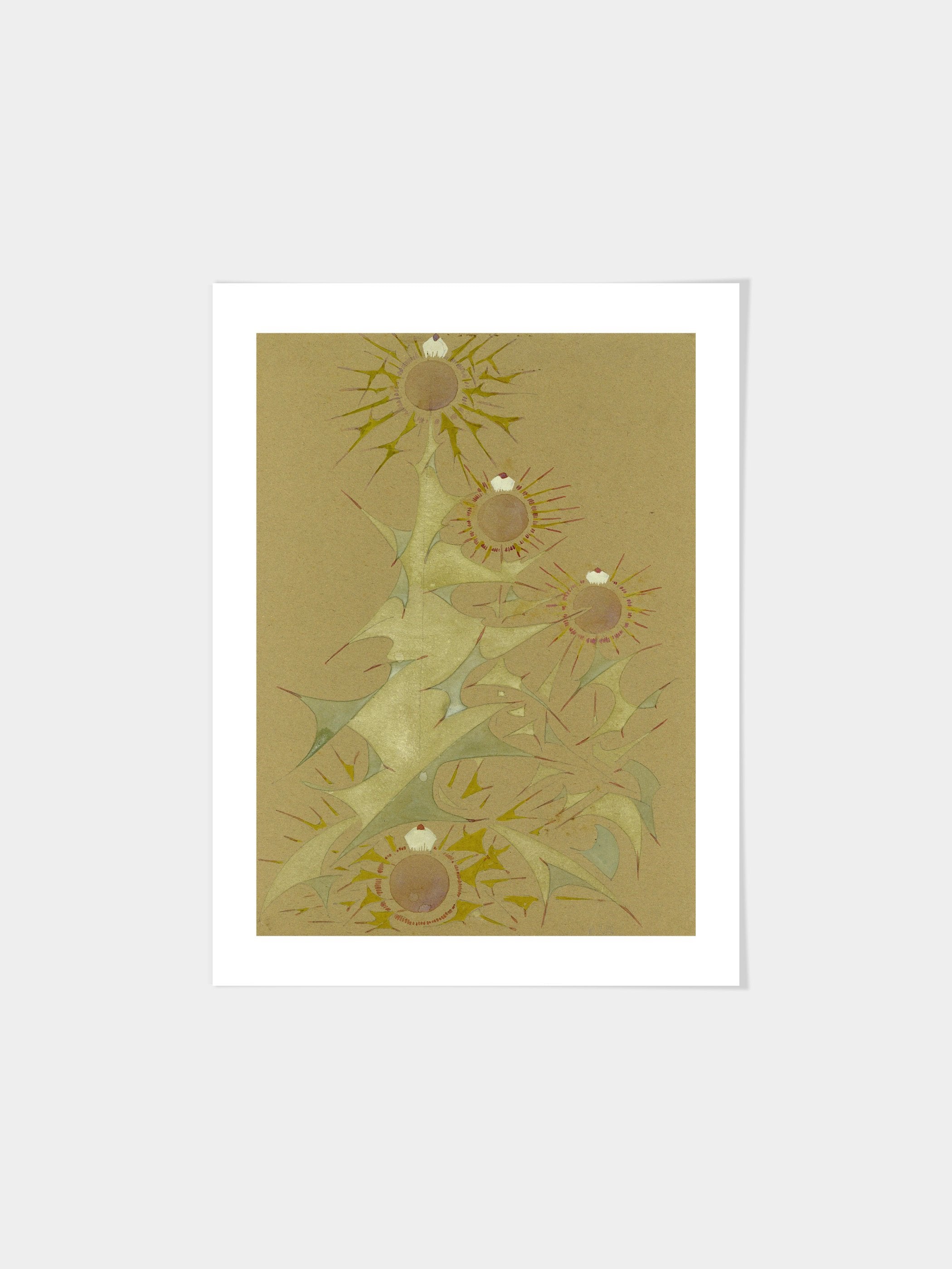 Distel, 2de soort
