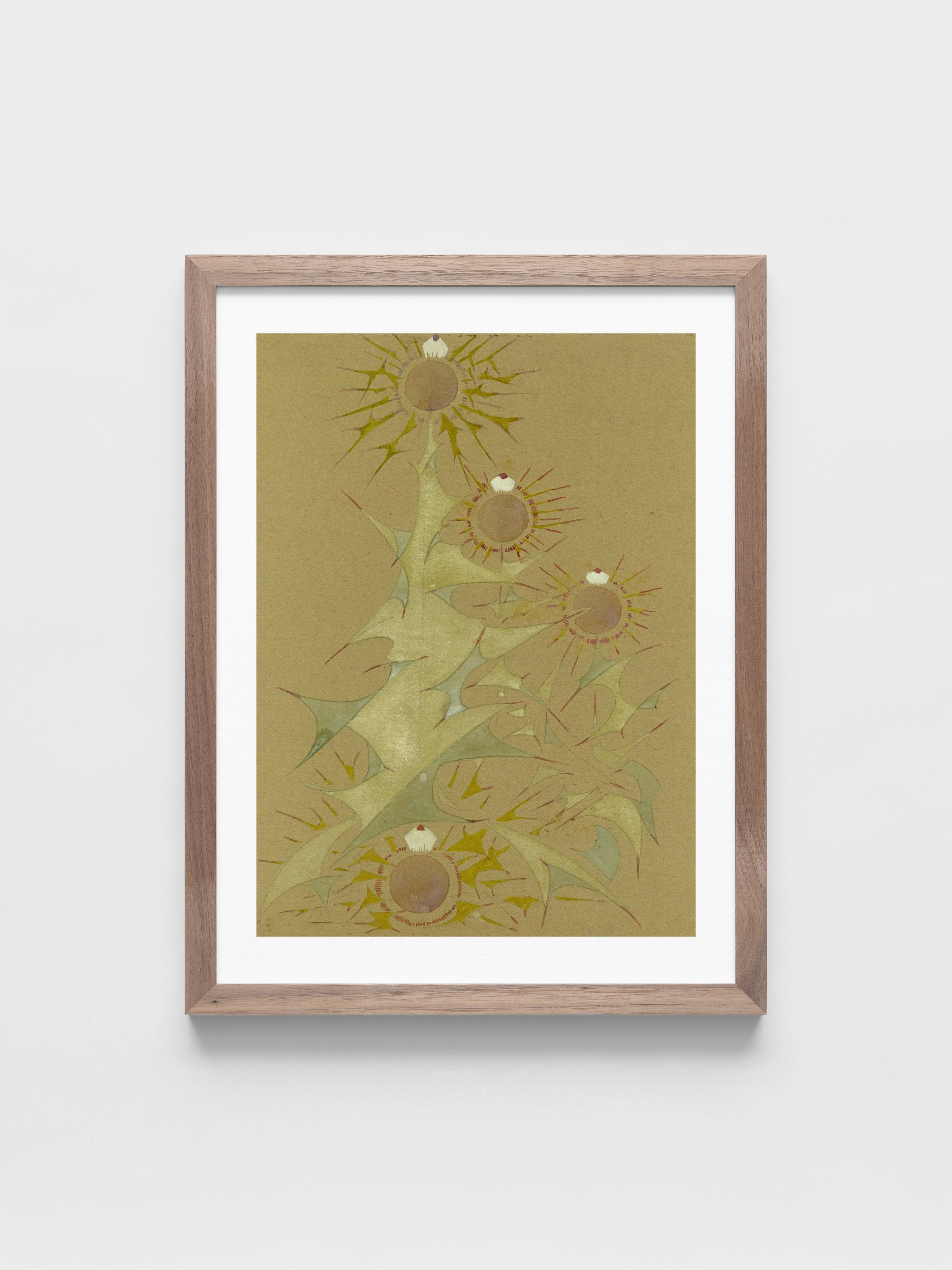 Distel, 2de soort